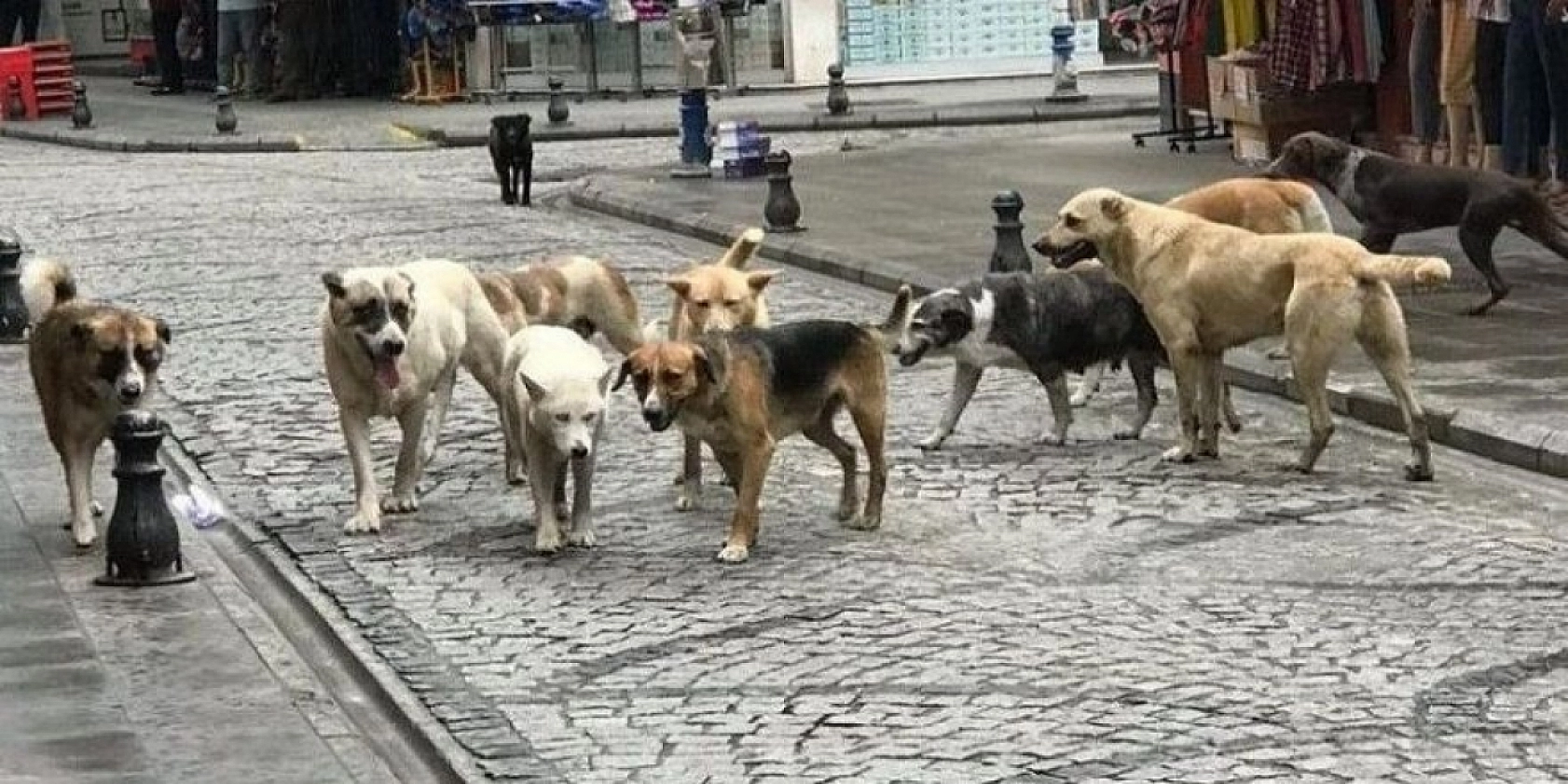 Vali Uyardı: Bu Görev Belediyelerin!