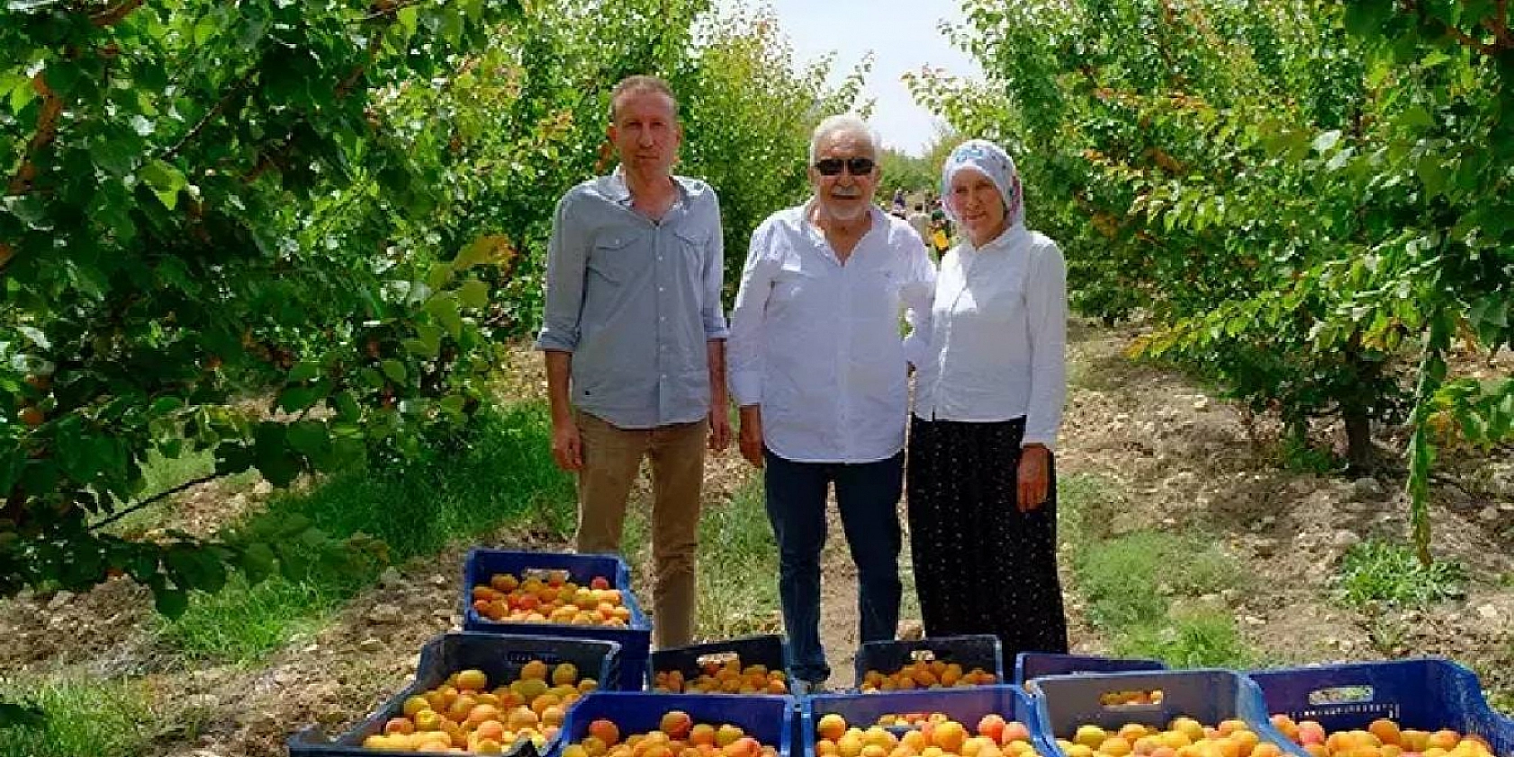 Kayısı başkenti kayısıya hasret kaldı! Ancak sarı altın altın çağını yaşıyor...