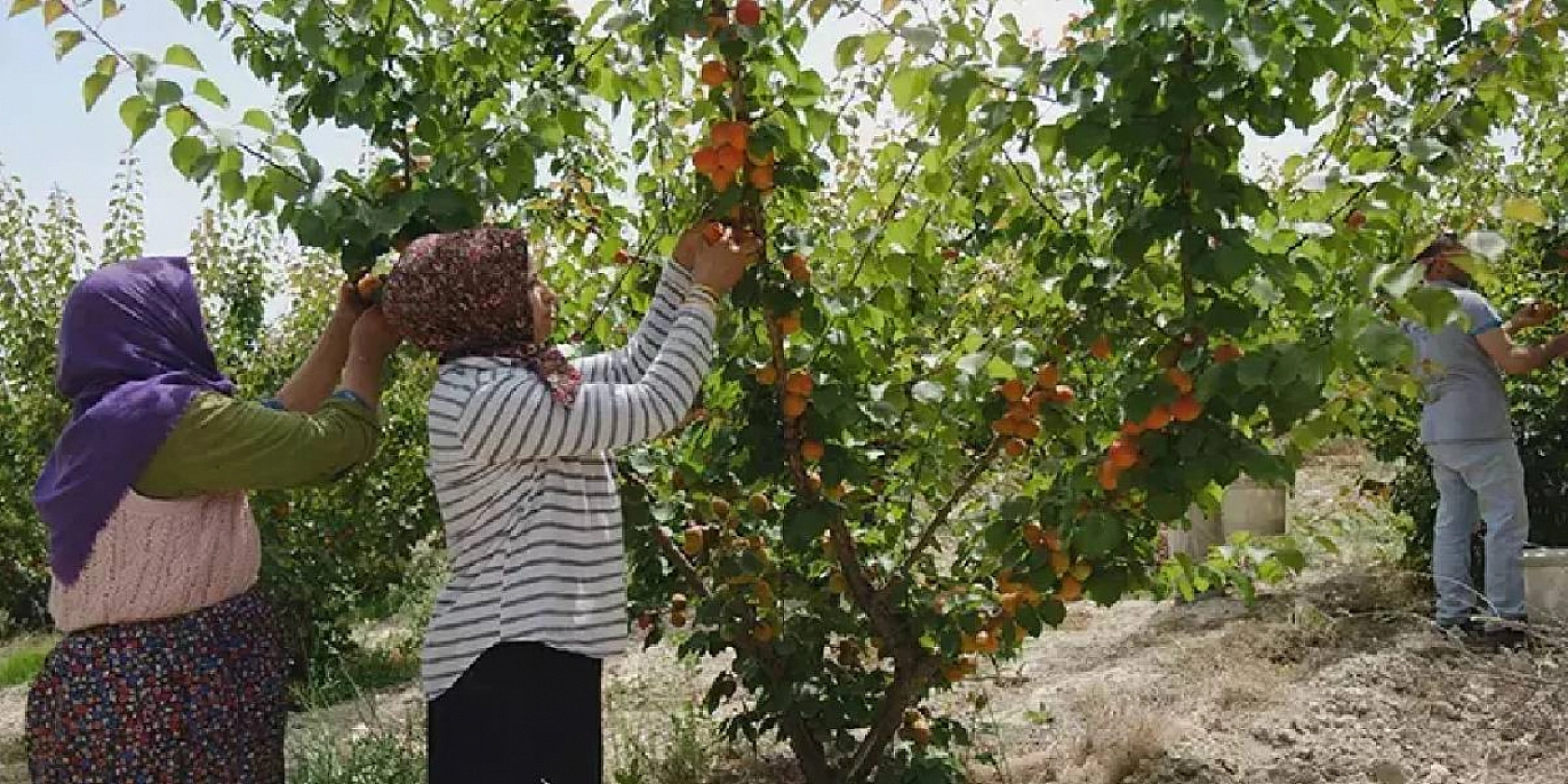 Kayısı başkenti kayısıya hasret kaldı! Ancak sarı altın altın çağını yaşıyor...