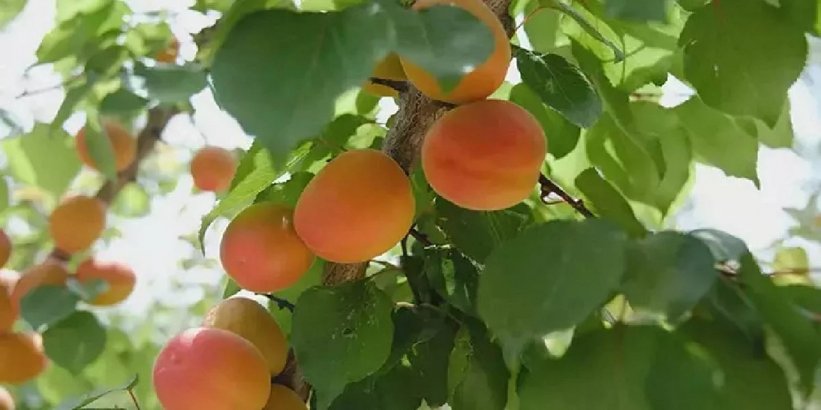 Kayısı başkenti kayısıya hasret kaldı! Ancak sarı altın altın çağını yaşıyor...