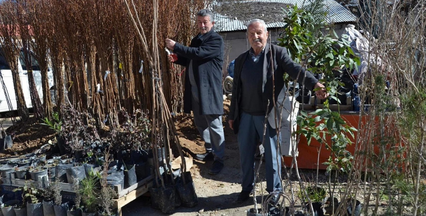 Hatalar Verimi Düşürüyor: Kayısı Fidanı Dikiminde Bu Yanlışlardan Uzak Durun!
