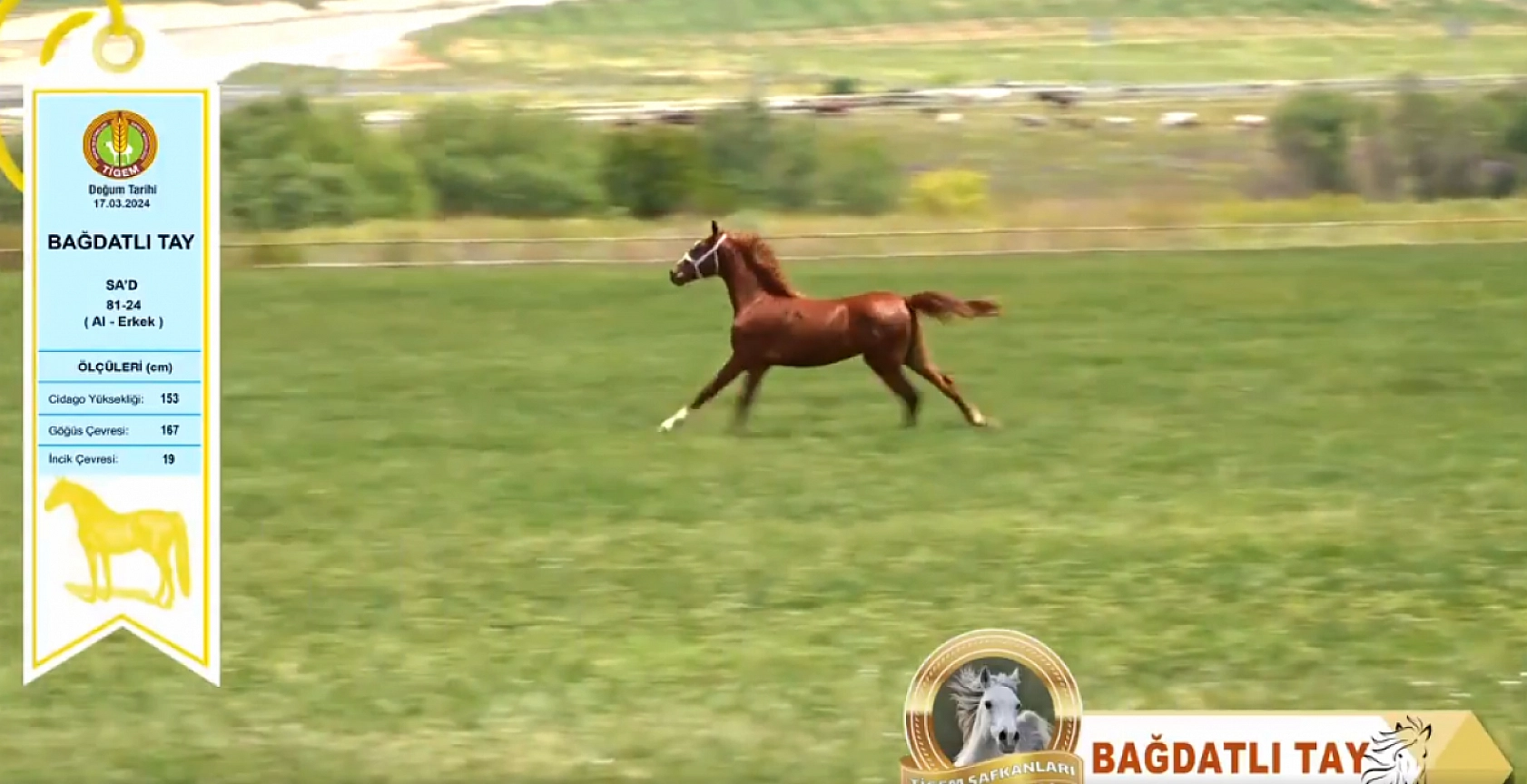 TİGEM'den Safkan Arap Tayları Açık Artırmayla Satışa Çıkıyor: Tarih Belli Oldu...