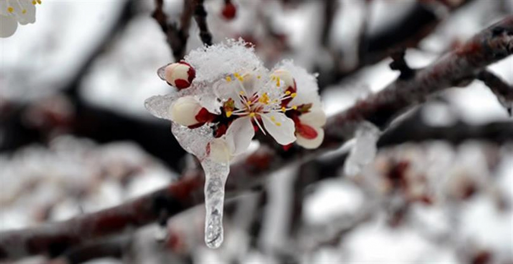 Malatyalı Üreticiye Can Suyu: 2 Milyar TL Hesaplara Aktarıldı…