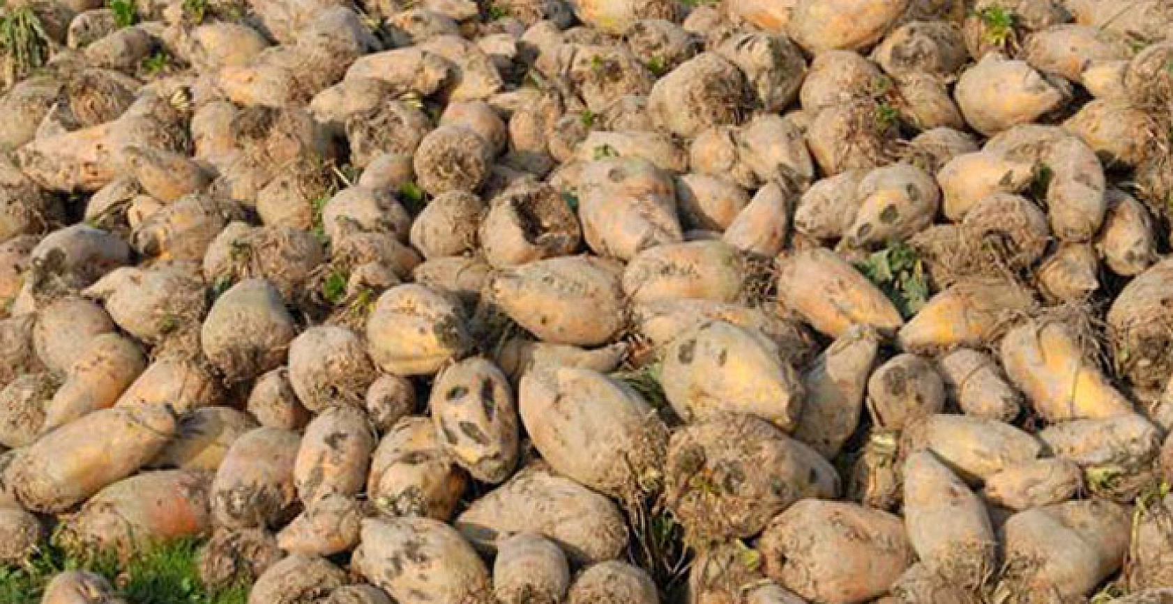 Şeker Pancarında Ödemeler Ne Zaman Yapılacak?