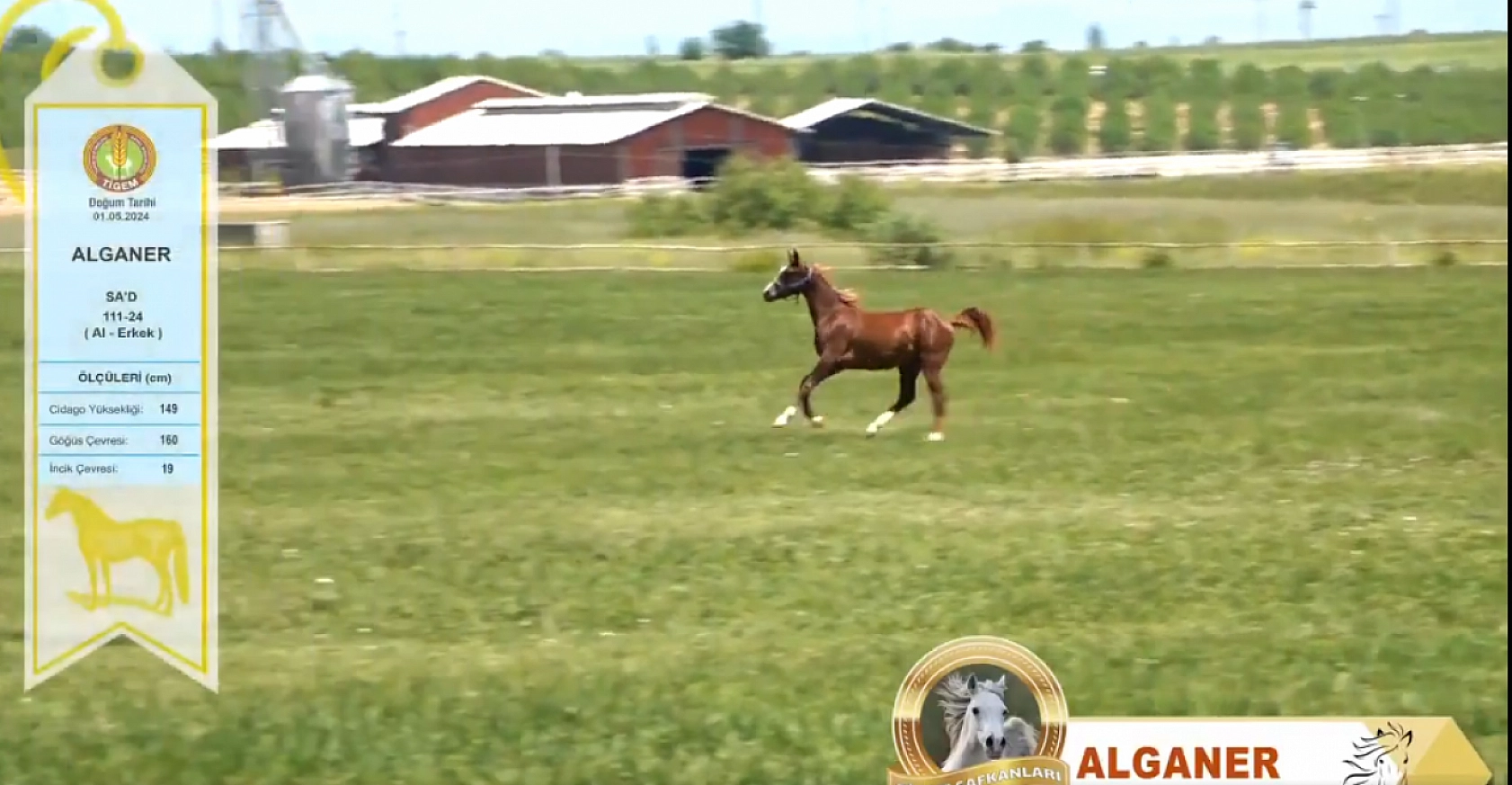 TİGEM'den Safkan Arap Tayları Açık Artırmayla Satışa Çıkıyor: Tarih Belli Oldu...