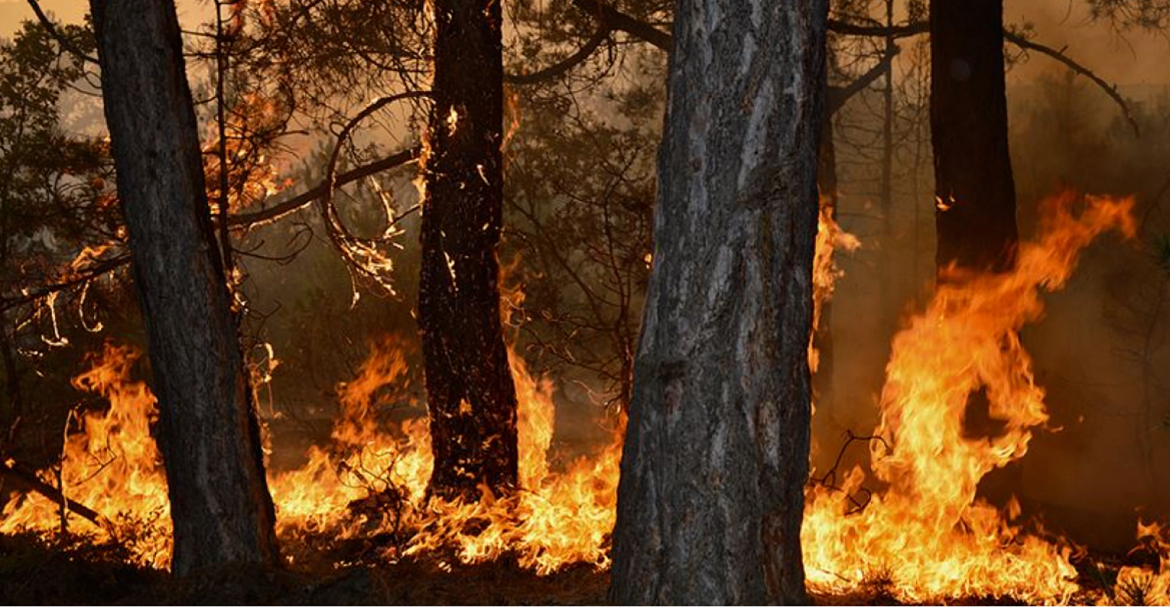 Eskişehir'den acı haber: 10 orman işçisi şehit oldu…