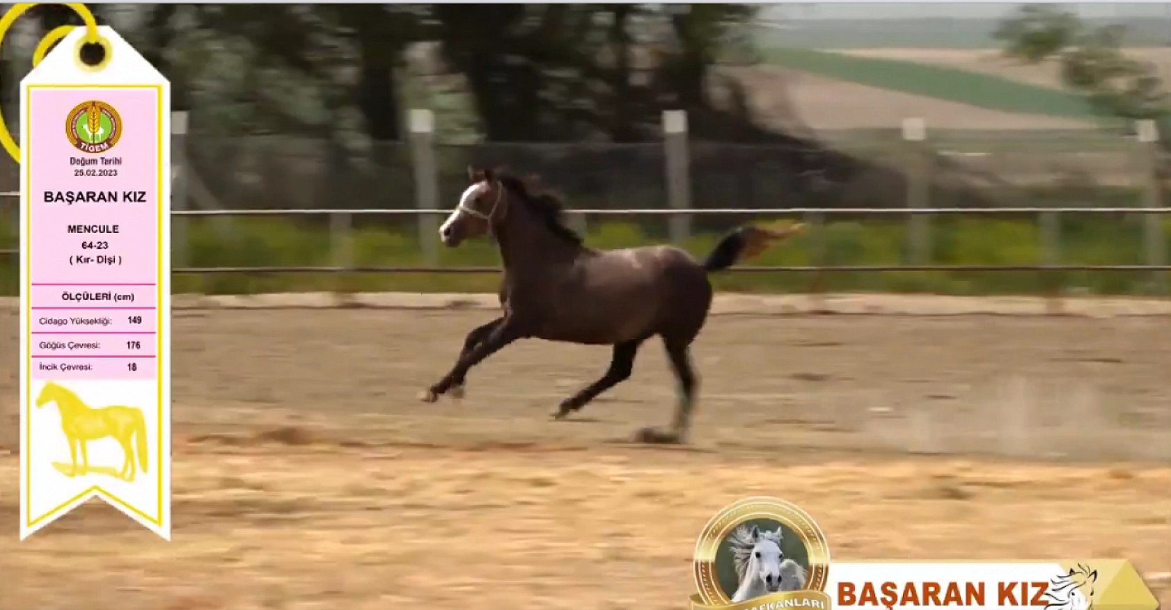 TİGEM'den Safkan Arap Tayları Açık Artırmayla Satışa Çıkıyor: Tarih Belli Oldu...