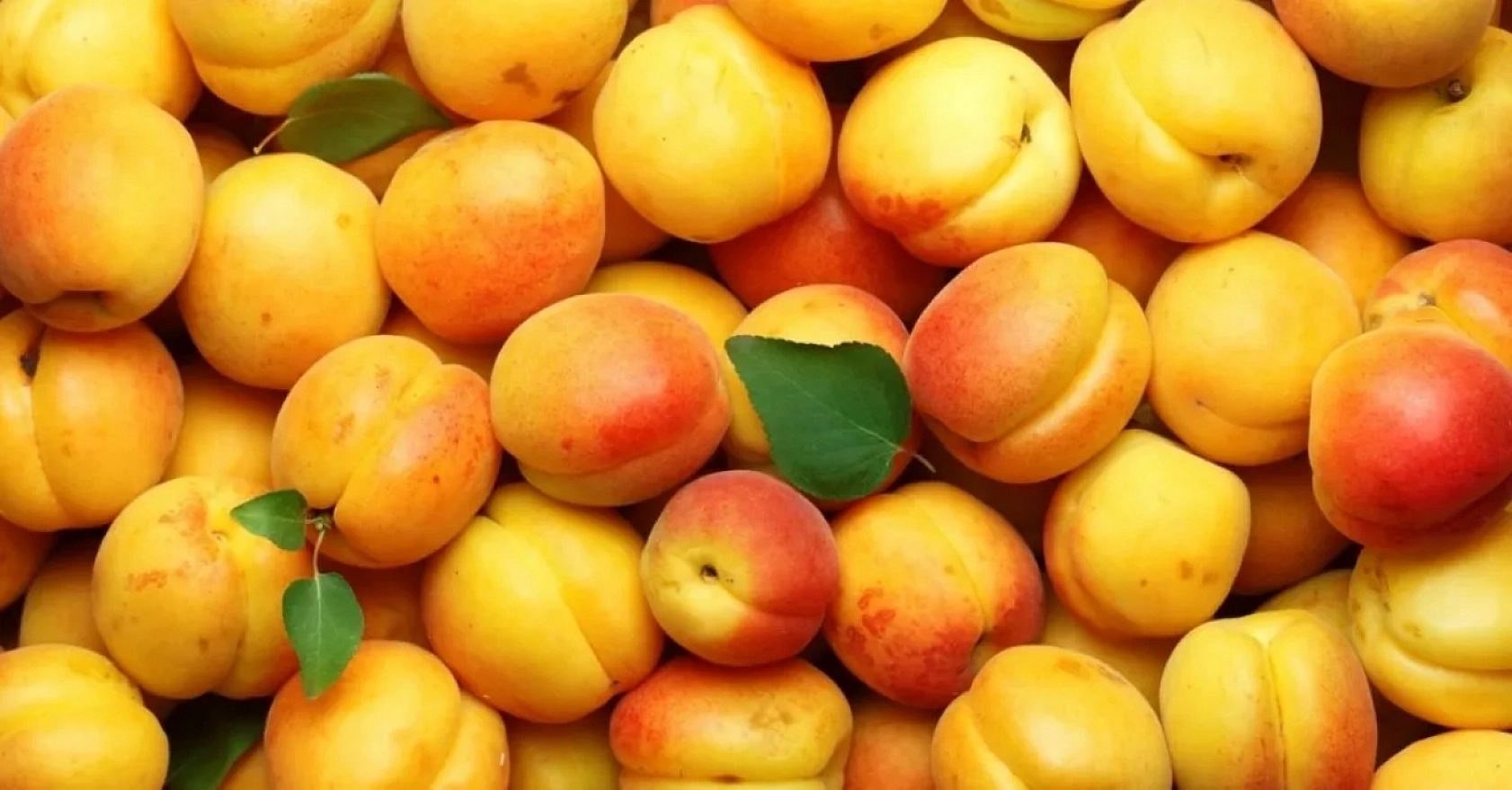 Kayısının Başkenti Malatya'ya Milyonlar Aktı! Değeri 6'ya katladı..!