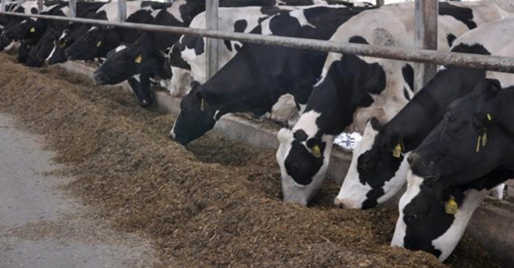 Üretimde Büyük Kayıp: Yapılan Destekler Yeterli mi?