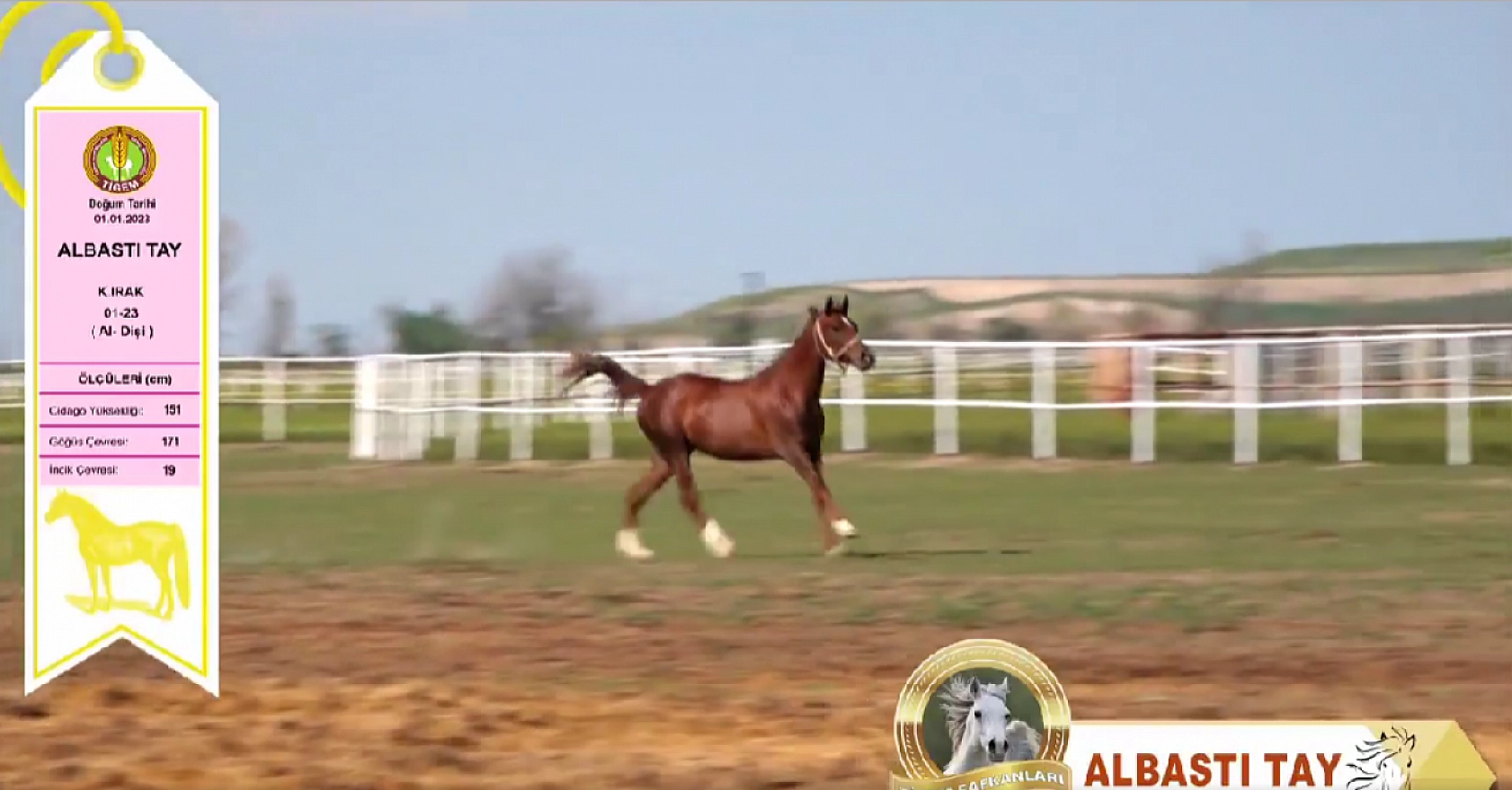 TİGEM'den Safkan Arap Tayları Açık Artırmayla Satışa Çıkıyor: Tarih Belli Oldu...