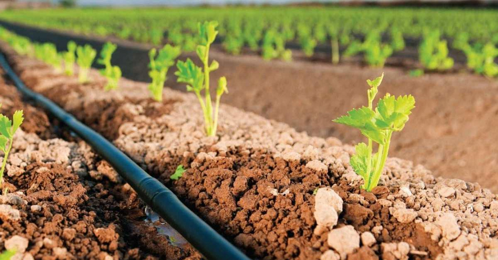 Malatyalı Çiftçiler Dikkat! ÇKS'de Yeni Dönem Başladı: Sulama, Kira ve Başvuru Süreleri Değişti…