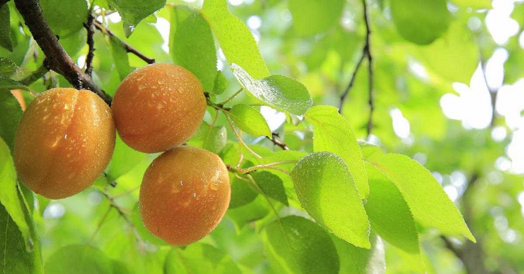 Kayısı İhracatçının Elinde Oyuncak Oldu! Çiftçiye Komik Rakamlar Sunuldu!