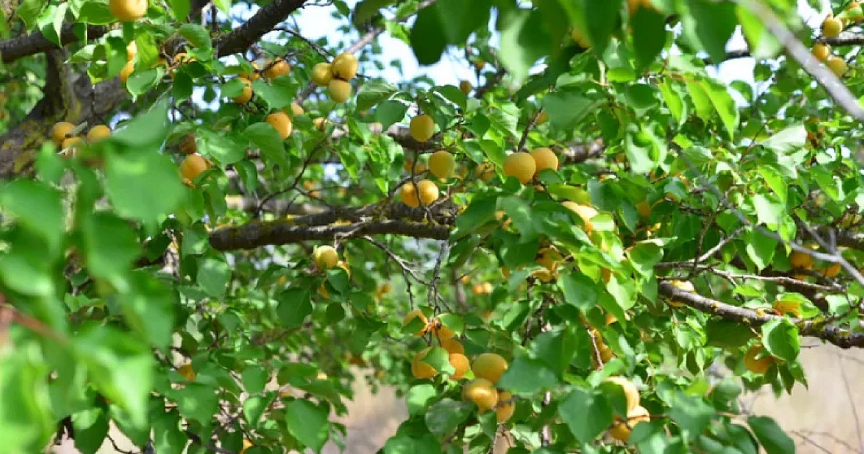 Üretimi alt üst oldu: en büyük darbeyi Malatya yedi!