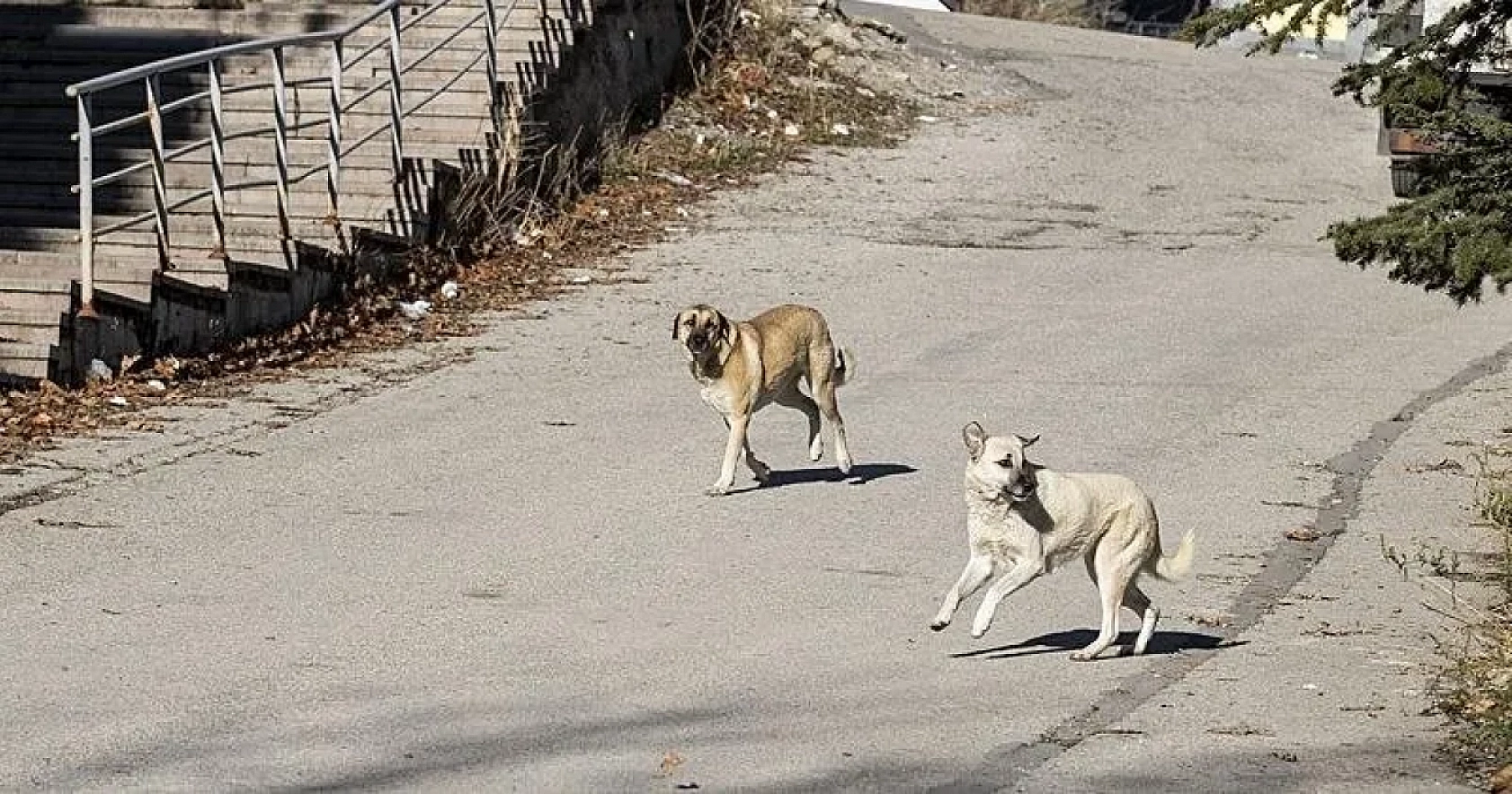 Vali Uyardı: Bu Görev Belediyelerin!