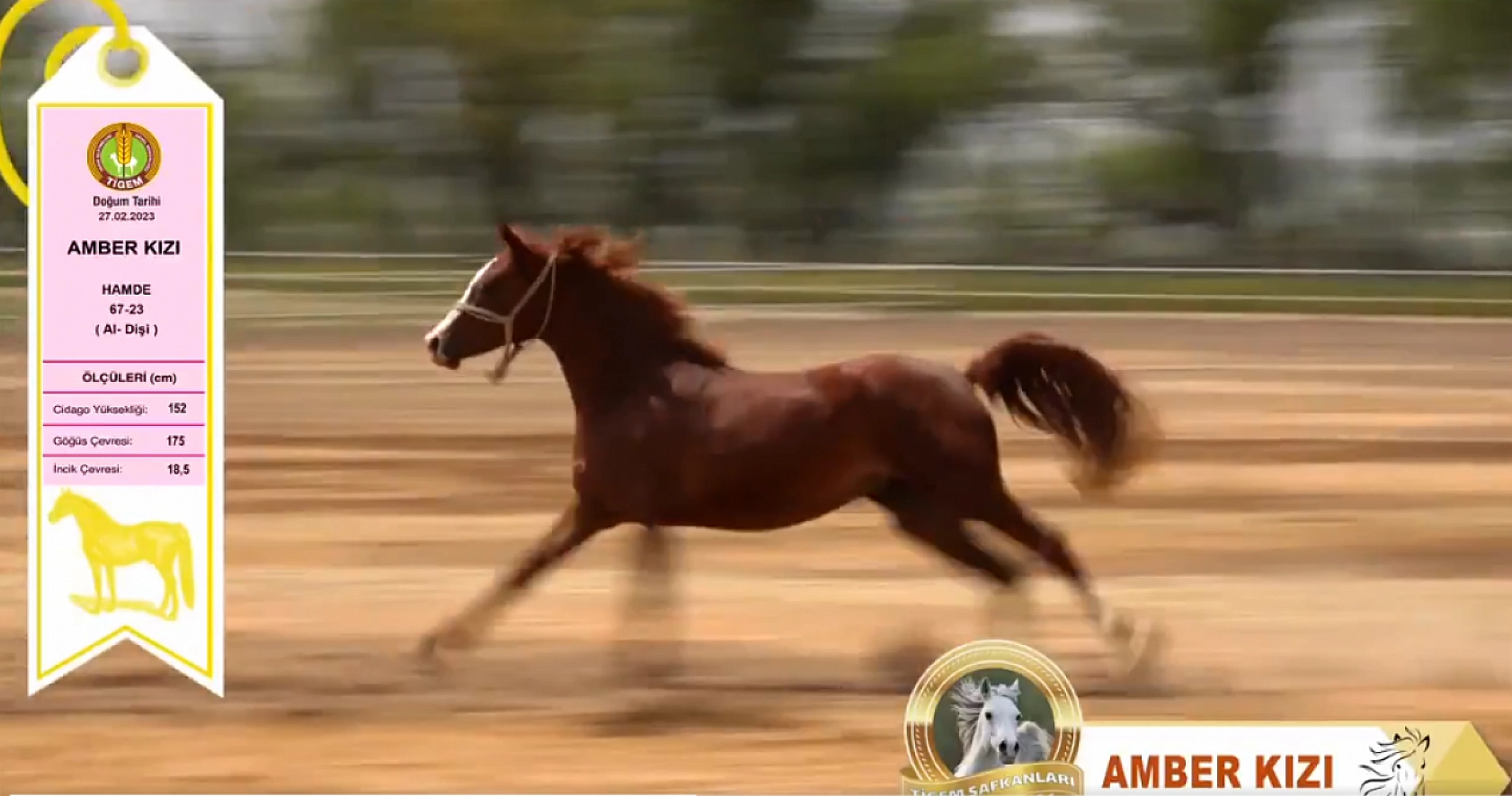 TİGEM'den Safkan Arap Tayları Açık Artırmayla Satışa Çıkıyor: Tarih Belli Oldu...