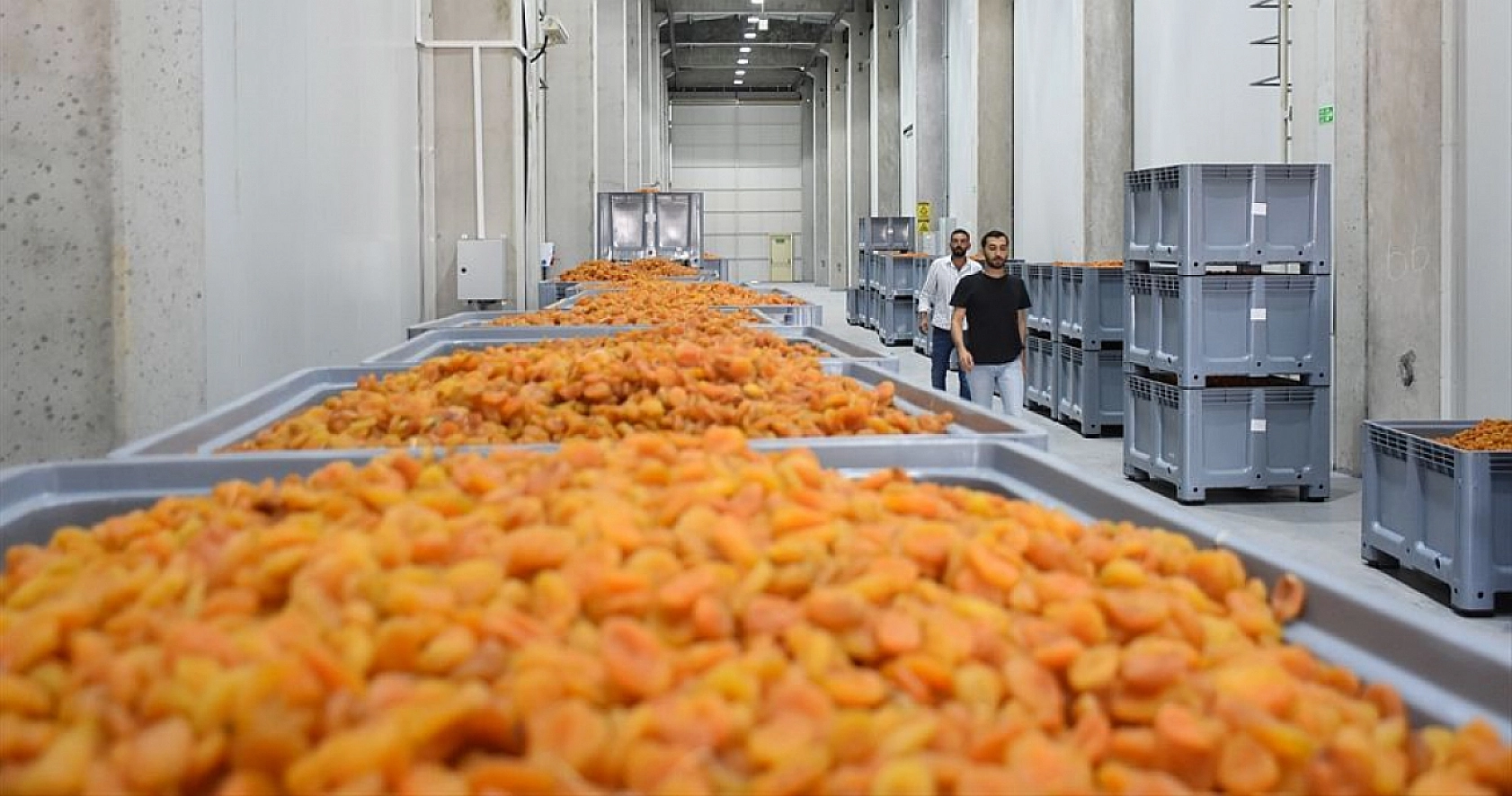 Malatya'da İkincisi Tamamlandı: Kayısıya Değer Katacak!