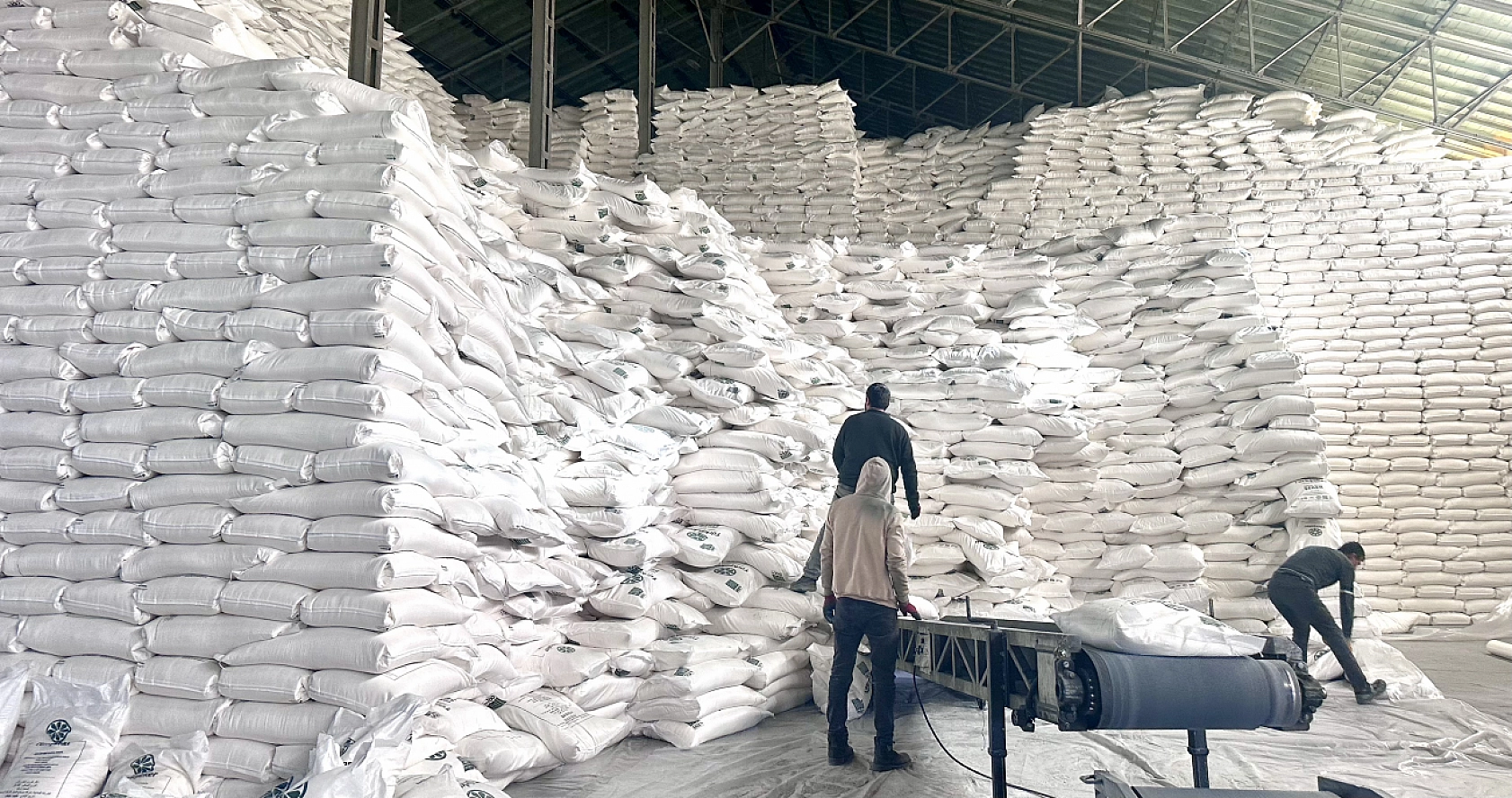 Kayısıda hayal kırıklığı yaşayan çiftçi pancarda teselli buldu!