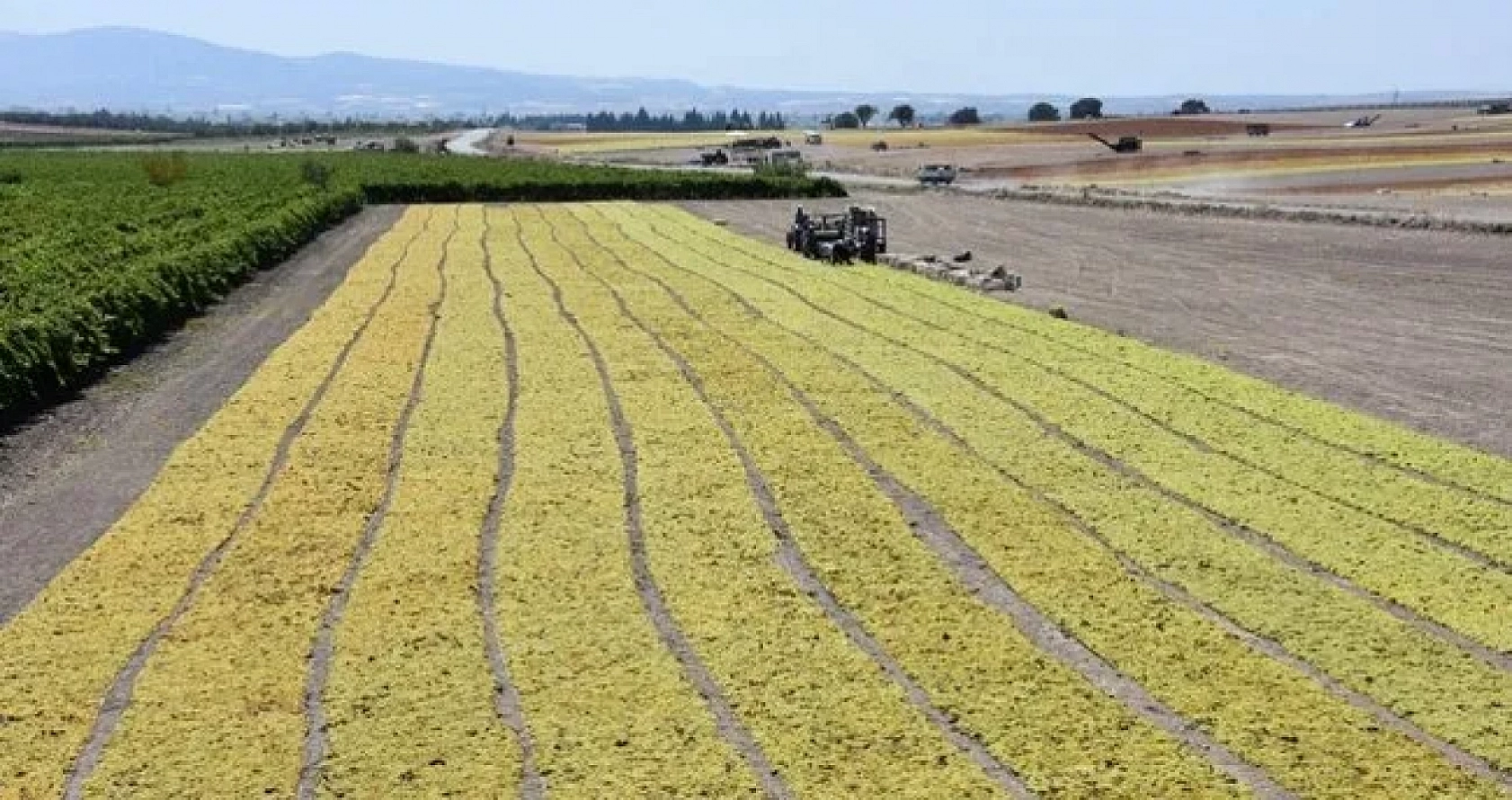 TMO fiyatları açıkladı: Bakanlıktan üreticiye 2 bin 500 TL destek...