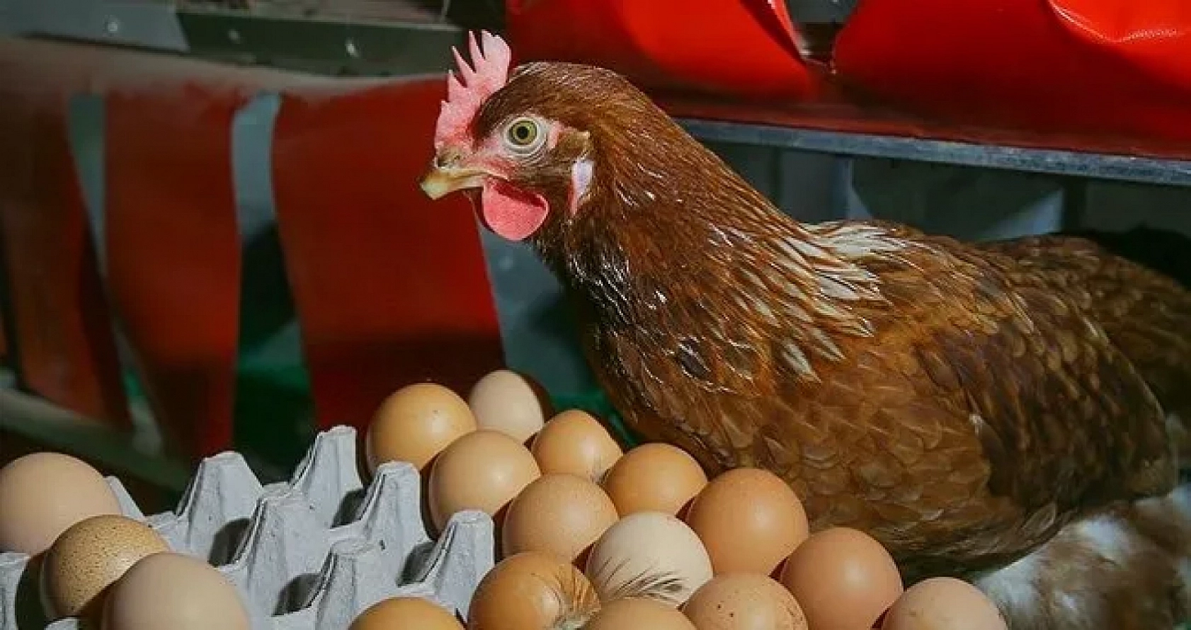 Malatya'da kümeslerin dengesi şaştı: Tavuk eti uçtu, yumurta çakıldı!