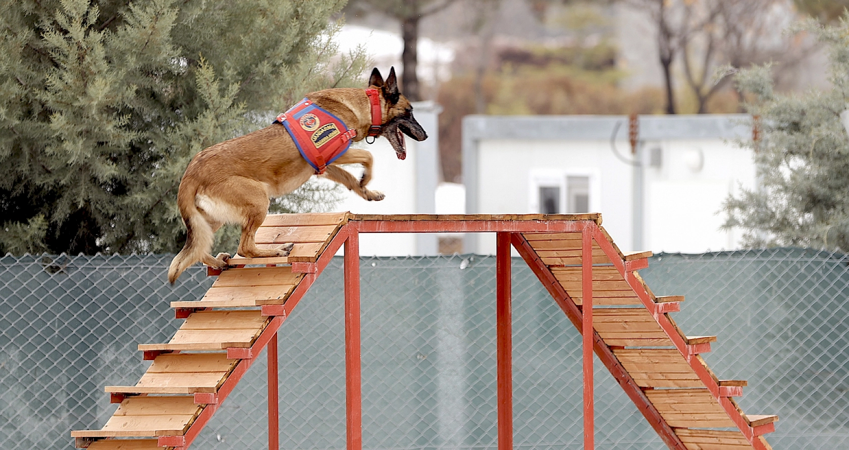 Malatya'nın kahraman köpeği Sima! Afetlerde görev başında
