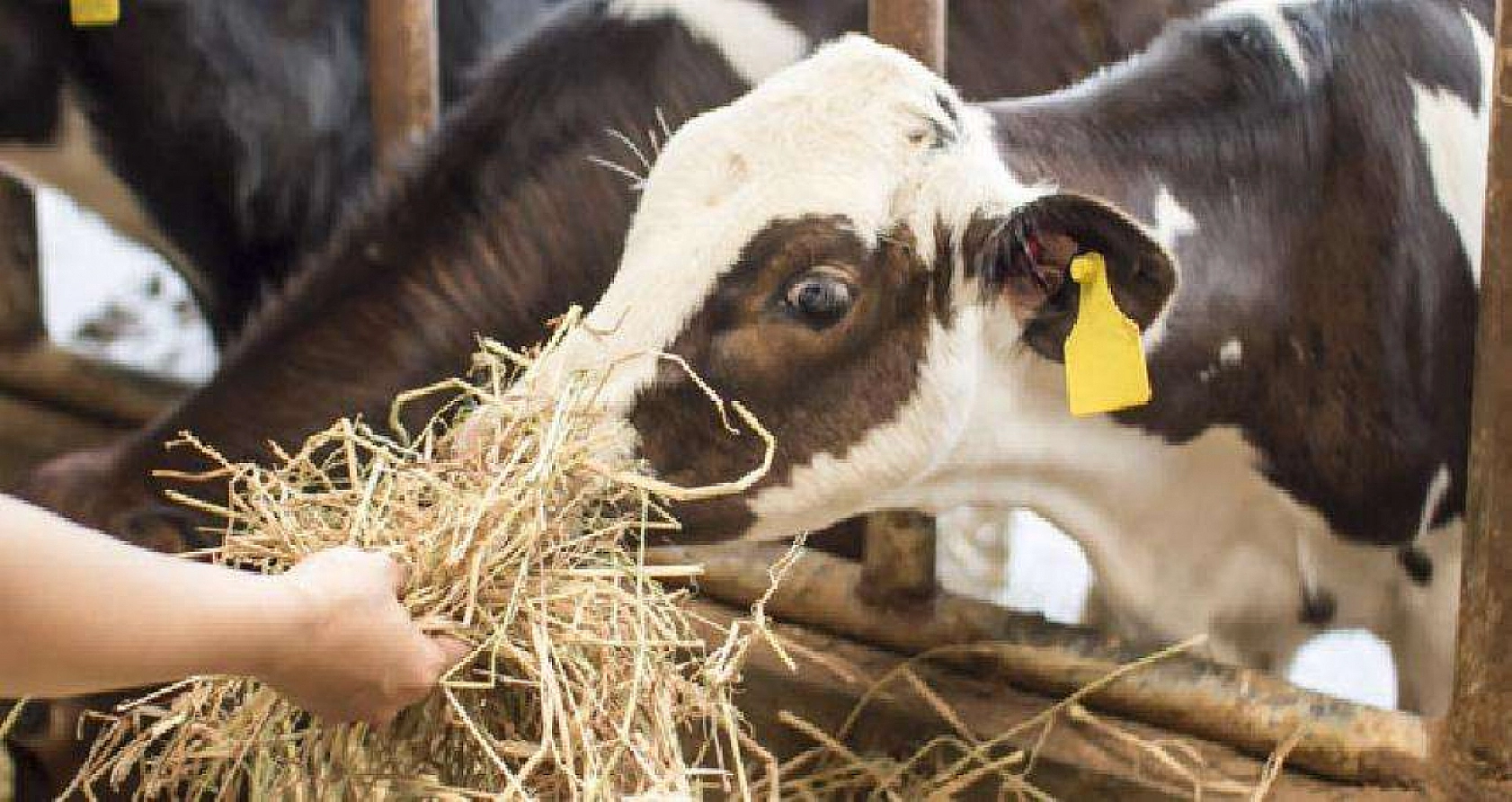 Yem fiyatları üreticiyi zorladı: Süt inekleri kesime gidiyor!