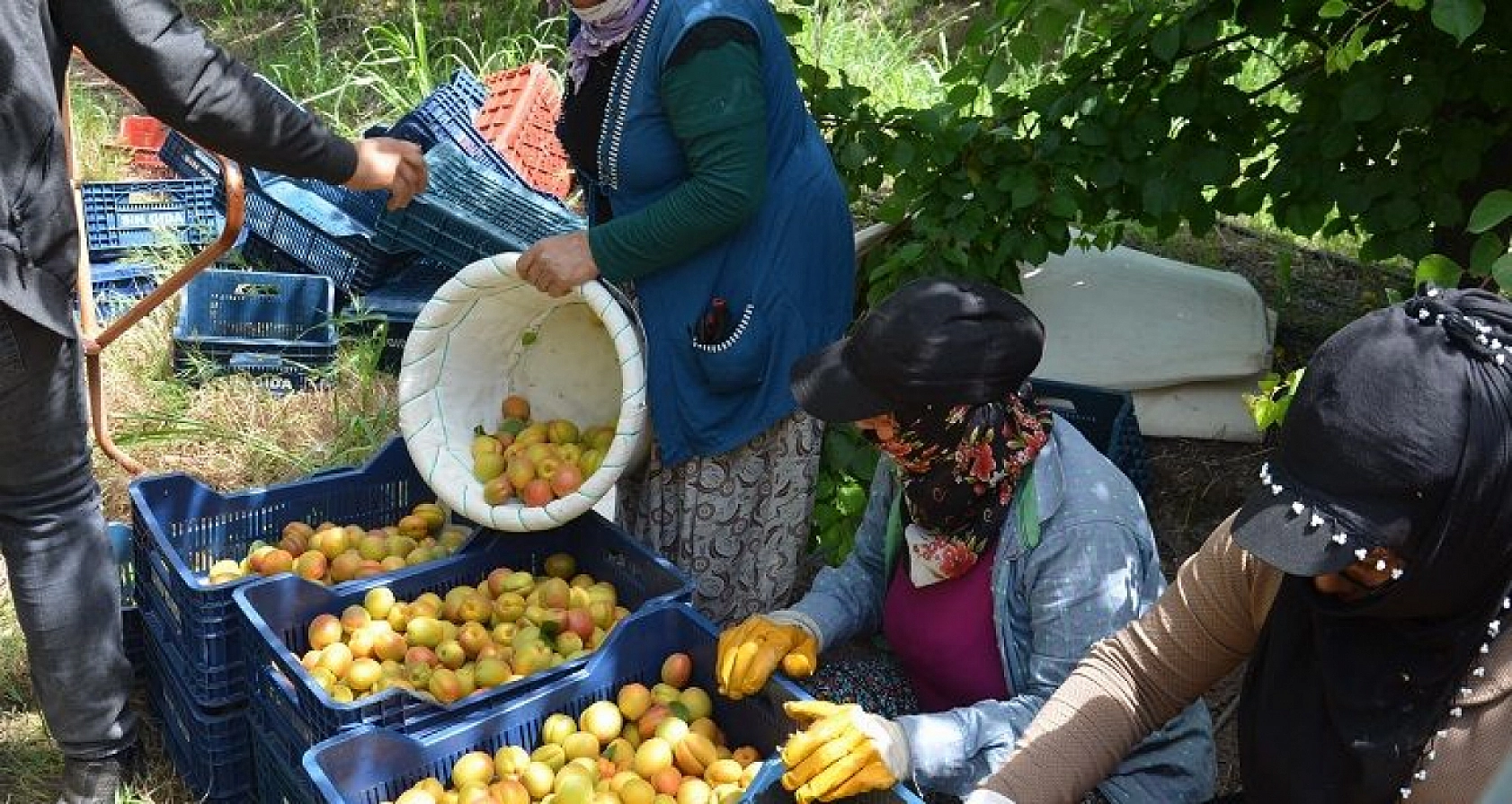 Malatya Kayısısı Çığlık Atmaya Devam Ediyor: Kayısı Üreticileri Ayakta!