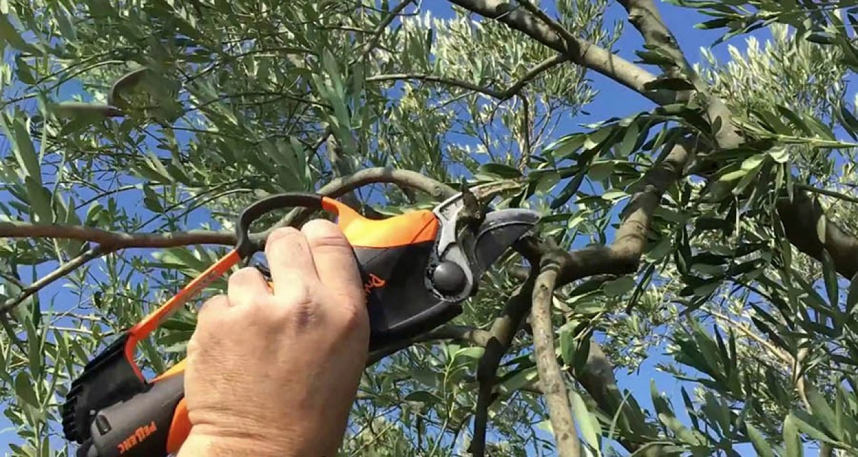 Üreticiler Uyarıldı: Kayısı Ağaçları İçin Tam Zamanı!