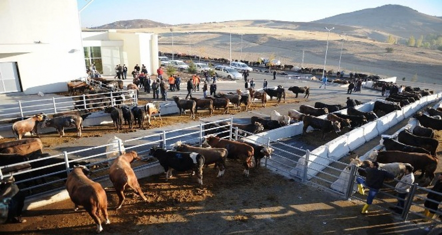 Malatya'da kurban kesecekler dikkat! Kurallar netleşti| Kurallara uymayanlar yandı