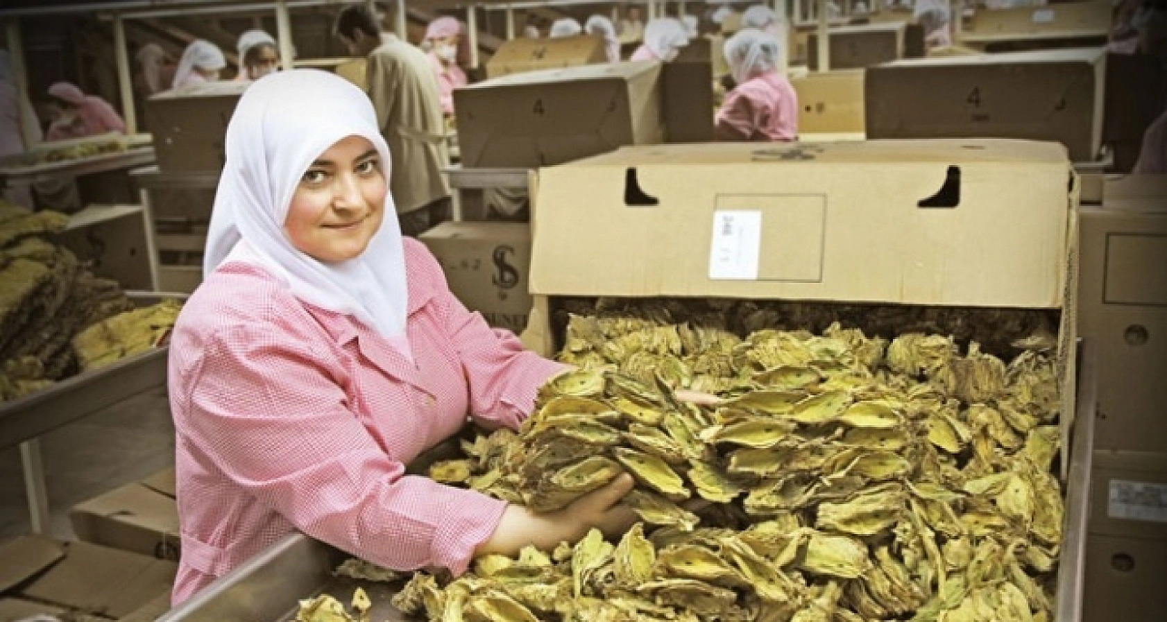 Kuru Kayısıda 114 Milyon Dolarlık Kazanç!