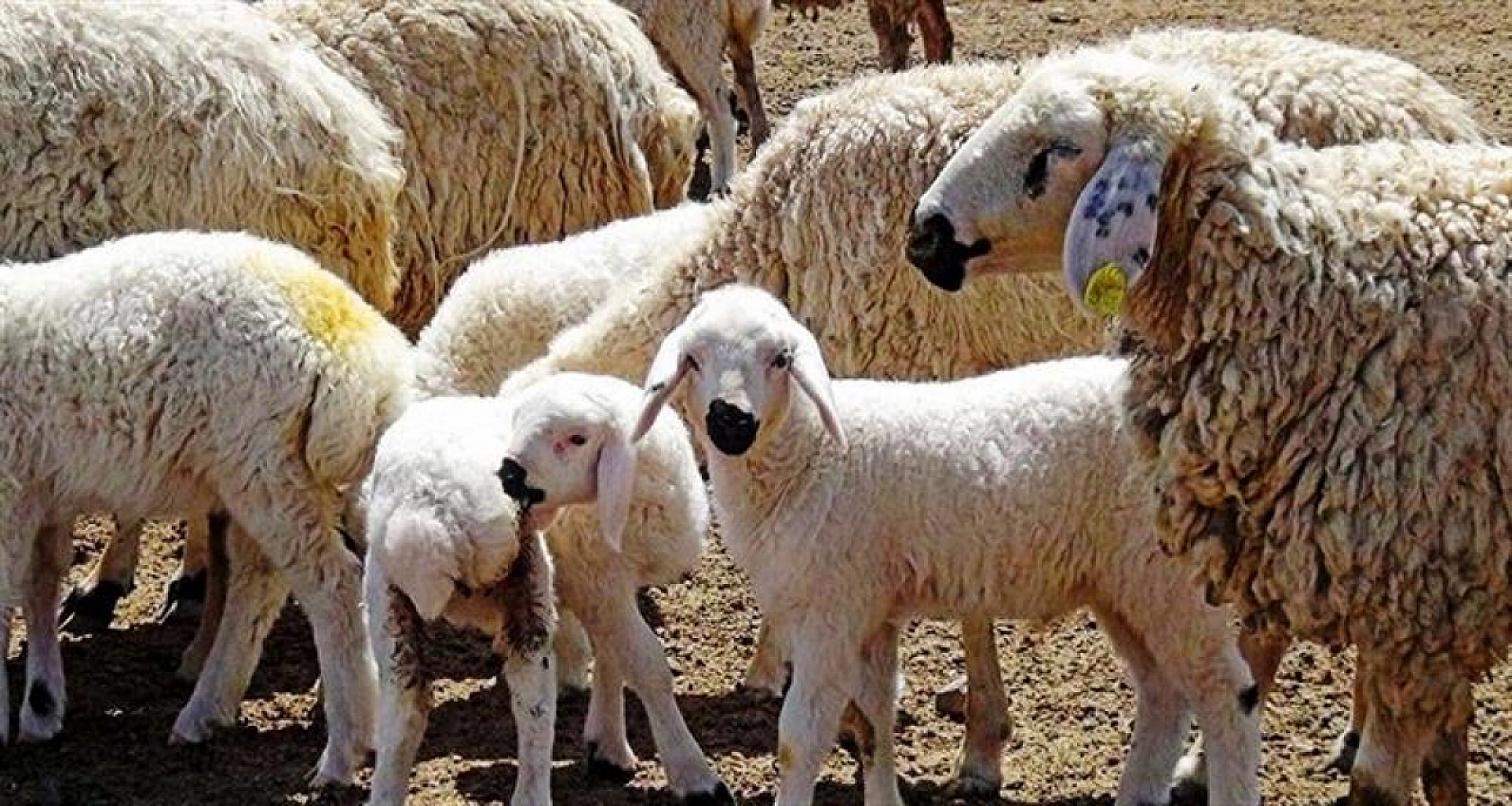 Malatyalı çiftçiler müjde! Pazartesi günü başlıyor…