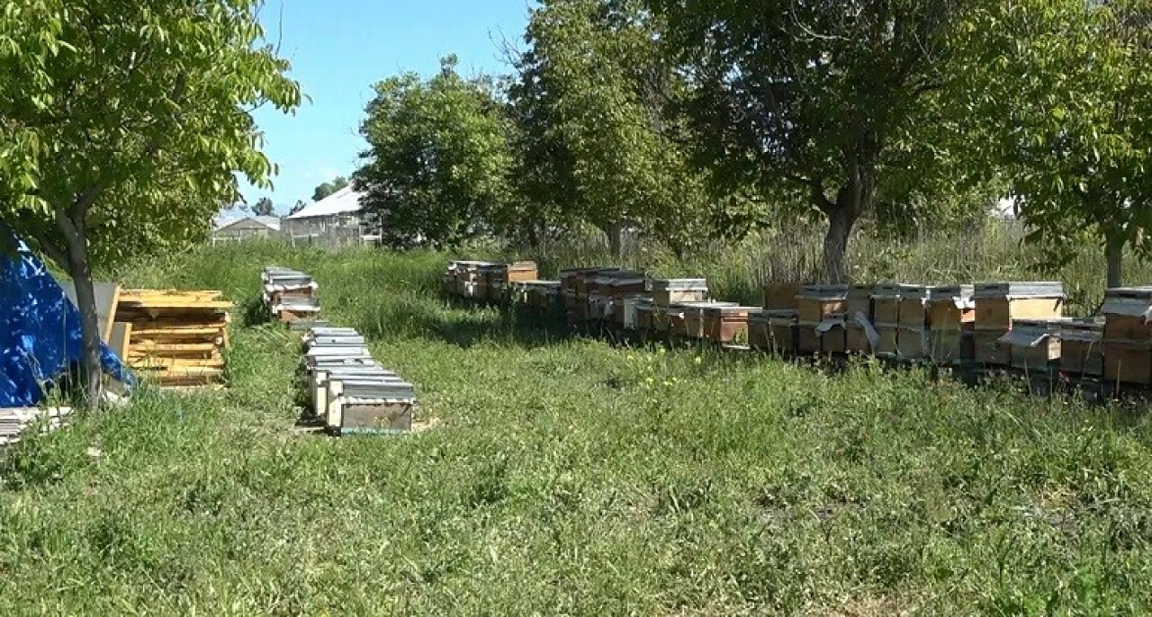 Malatya'da şaşırtan araştırma| Aynı arı, aynı şeker ama sonuç bambaşka!