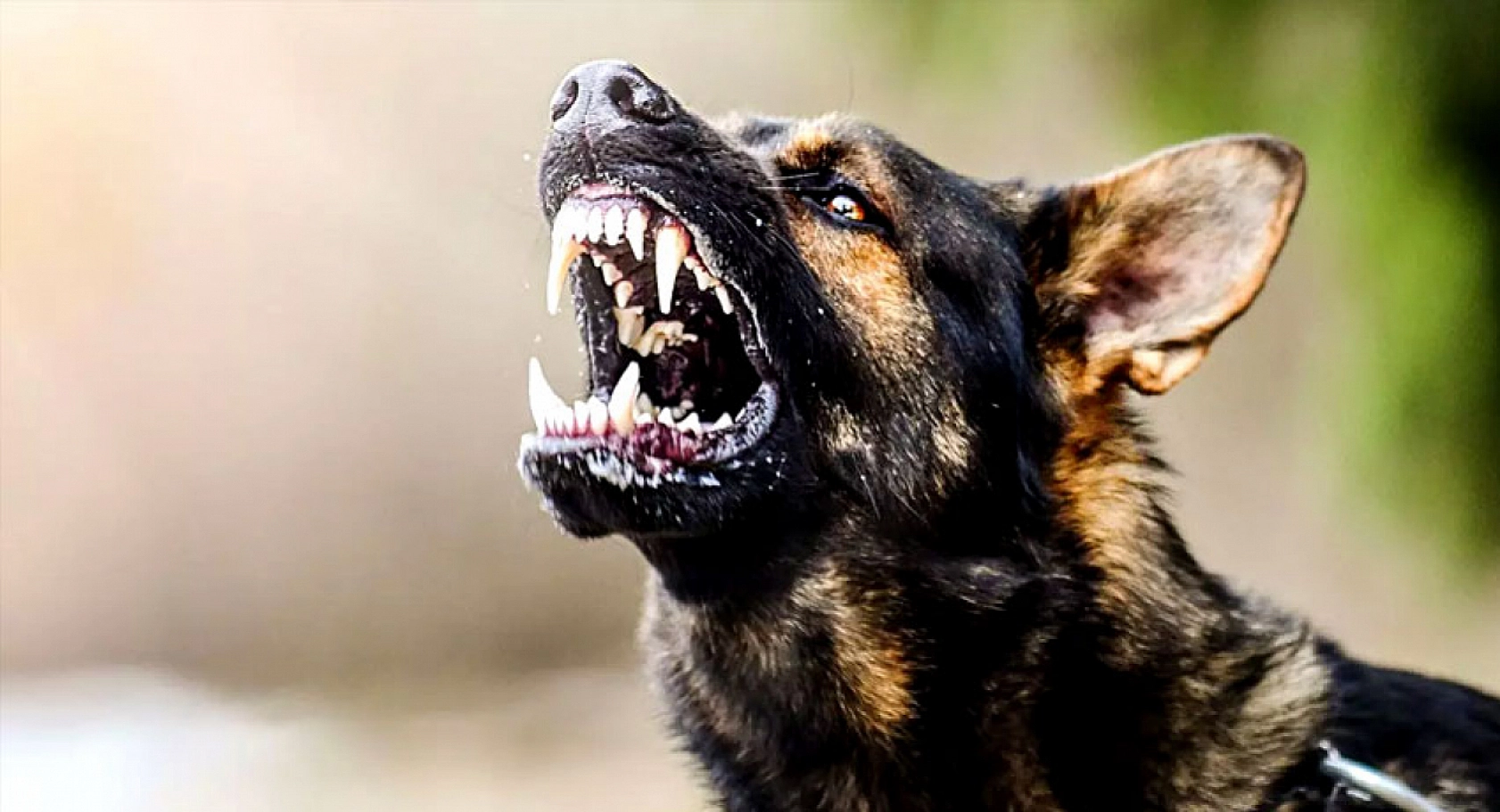 Vali Uyardı: Bu Görev Belediyelerin!