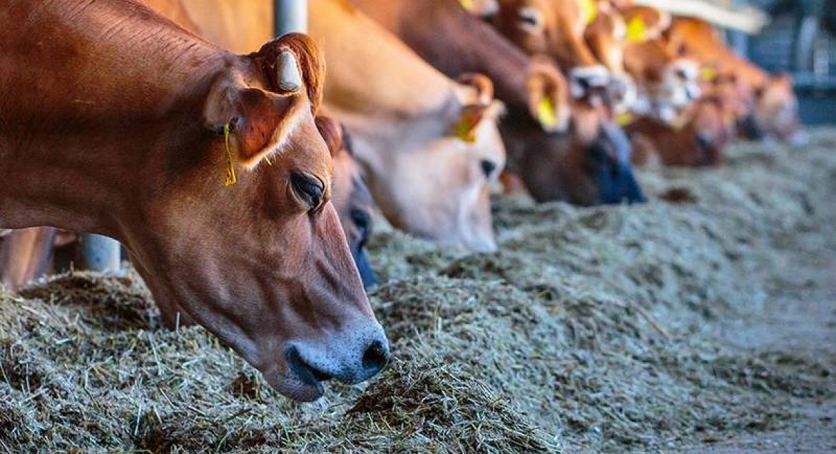 Malatya'da Üçüncü Çağrı Proje Başvuruları Başladı