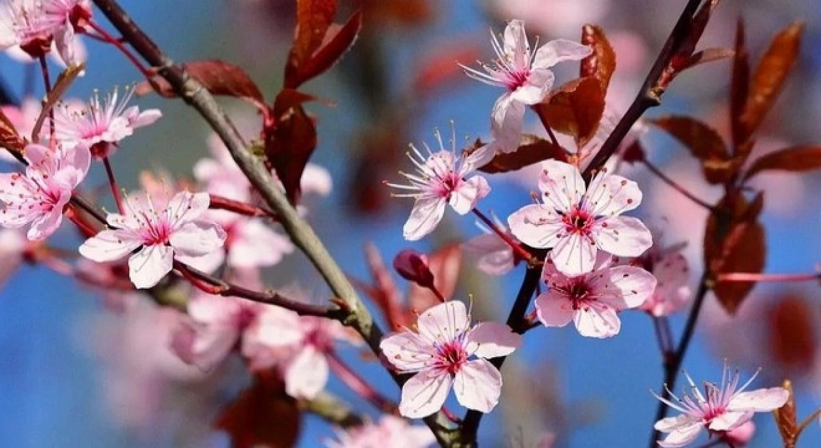 Malatya'da kar bitti! Sıcaklıklar 21 dereceye kadar yükselecek!