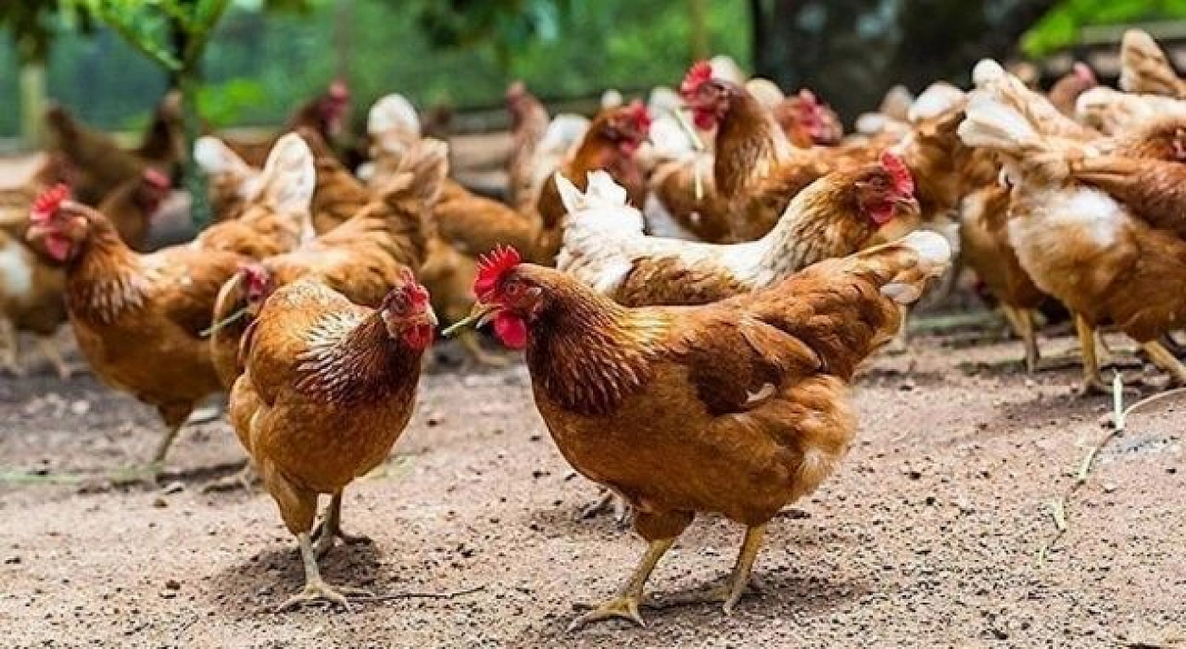 Sofralarımızın Vazgeçilmezi Tehlikede Mi?