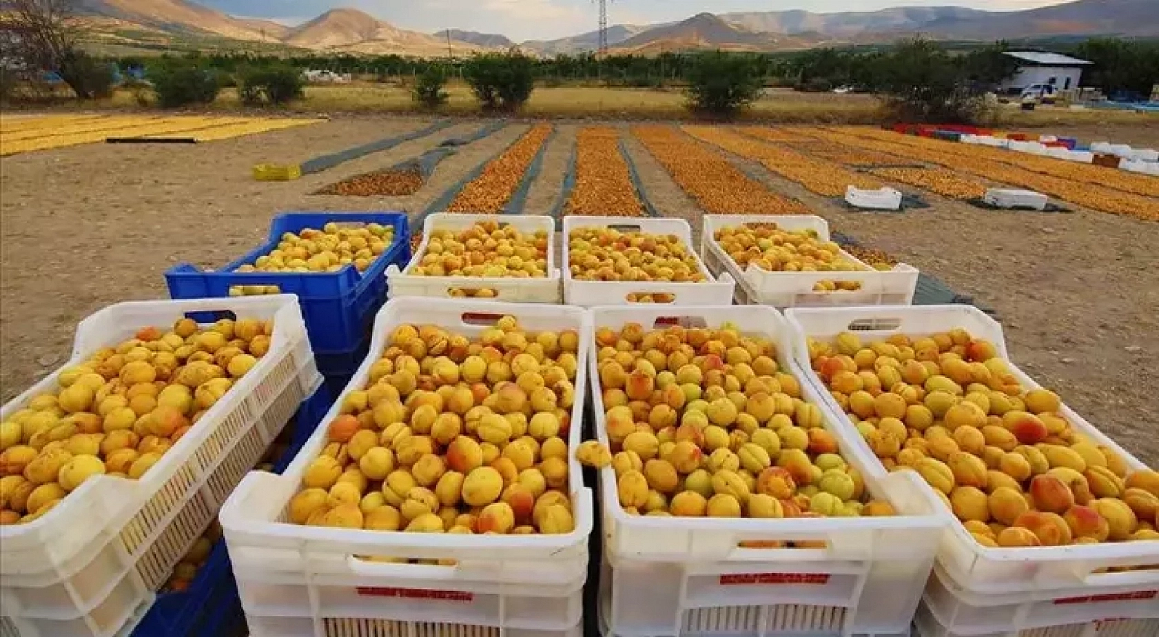 Malatya Kayısısı Çığlık Atmaya Devam Ediyor: Kayısı Üreticileri Ayakta!