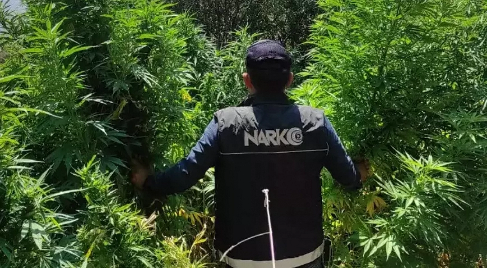 Malatya'da Zehir Operasyonu: Çok Sayıda Kök Kenevir Ele Geçirildi