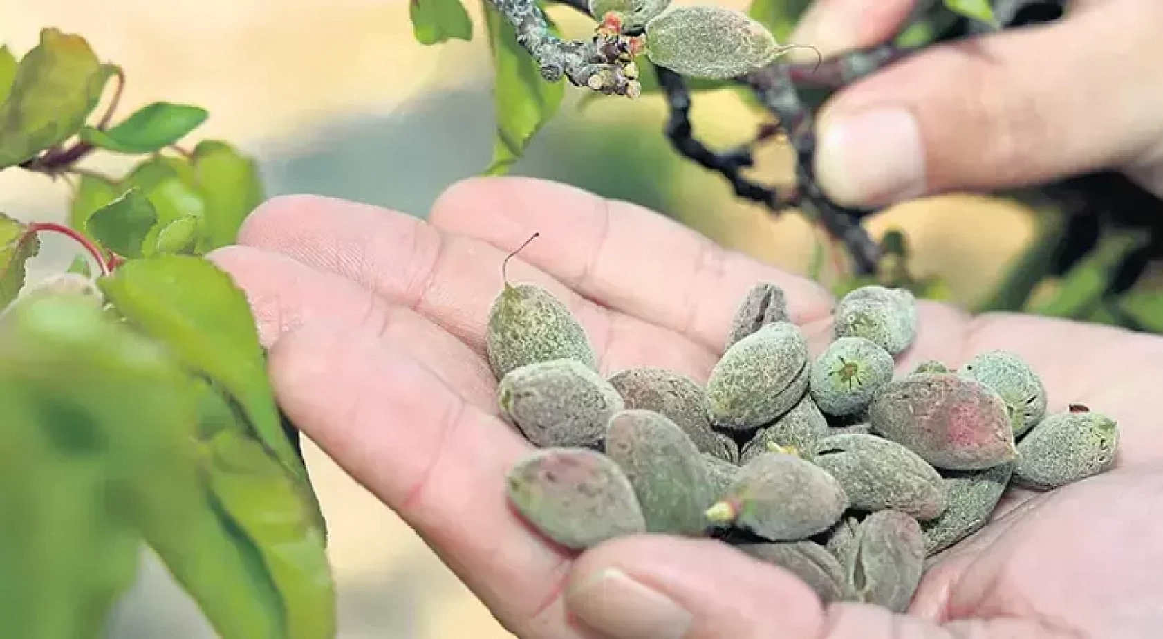 Sarı Altın'ı don vurdu… Bir ağaçla Diyarbakır Malatya'ya rakip mi oluyor…?