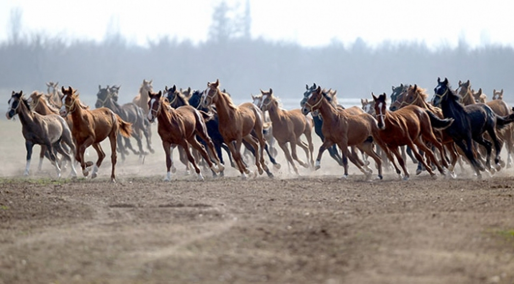 Malatya'da Yetiştirilen Milyonluk Taylar İstanbul'da Görücüye Çıkıyor!