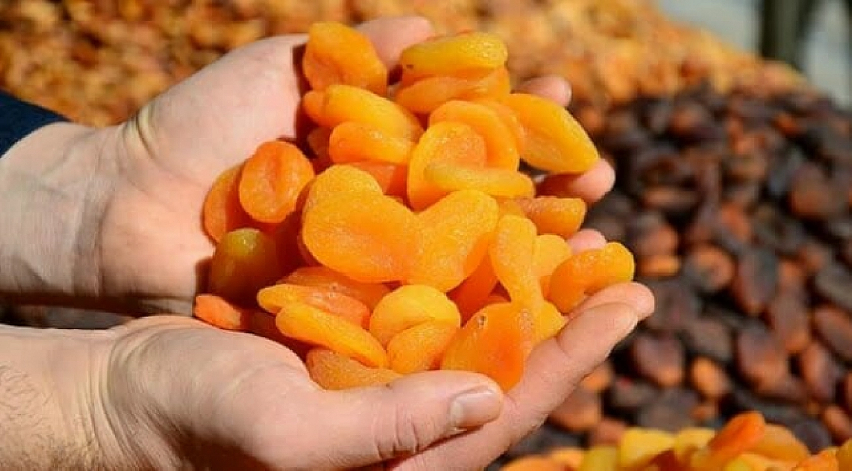 Malatya'dan 335 milyon dolarlık rekor ihracat: Kuru kayısı zirvede