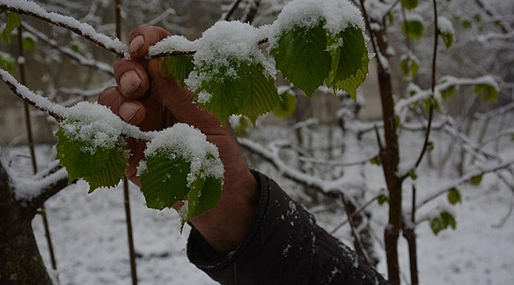 Meteoroloji'den Zirai Don Uyarısı Yapıldı
