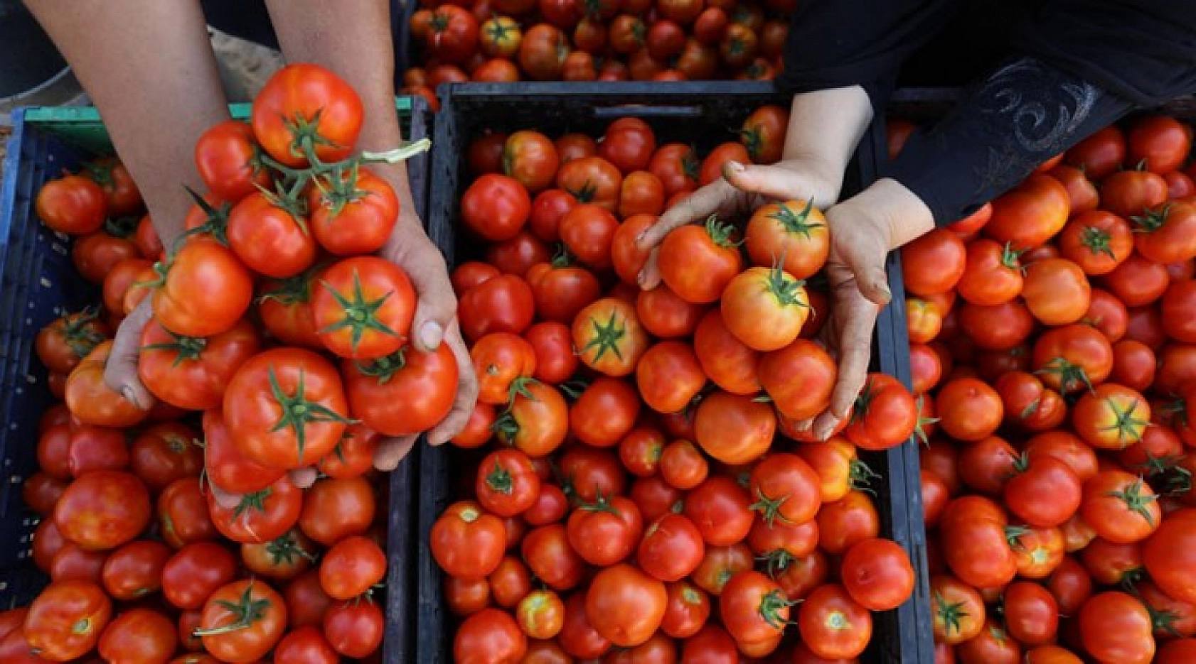 Malatya Hal Pazarı fiyatları açıklandı: Zamlar etiketlere yansıdı mı?