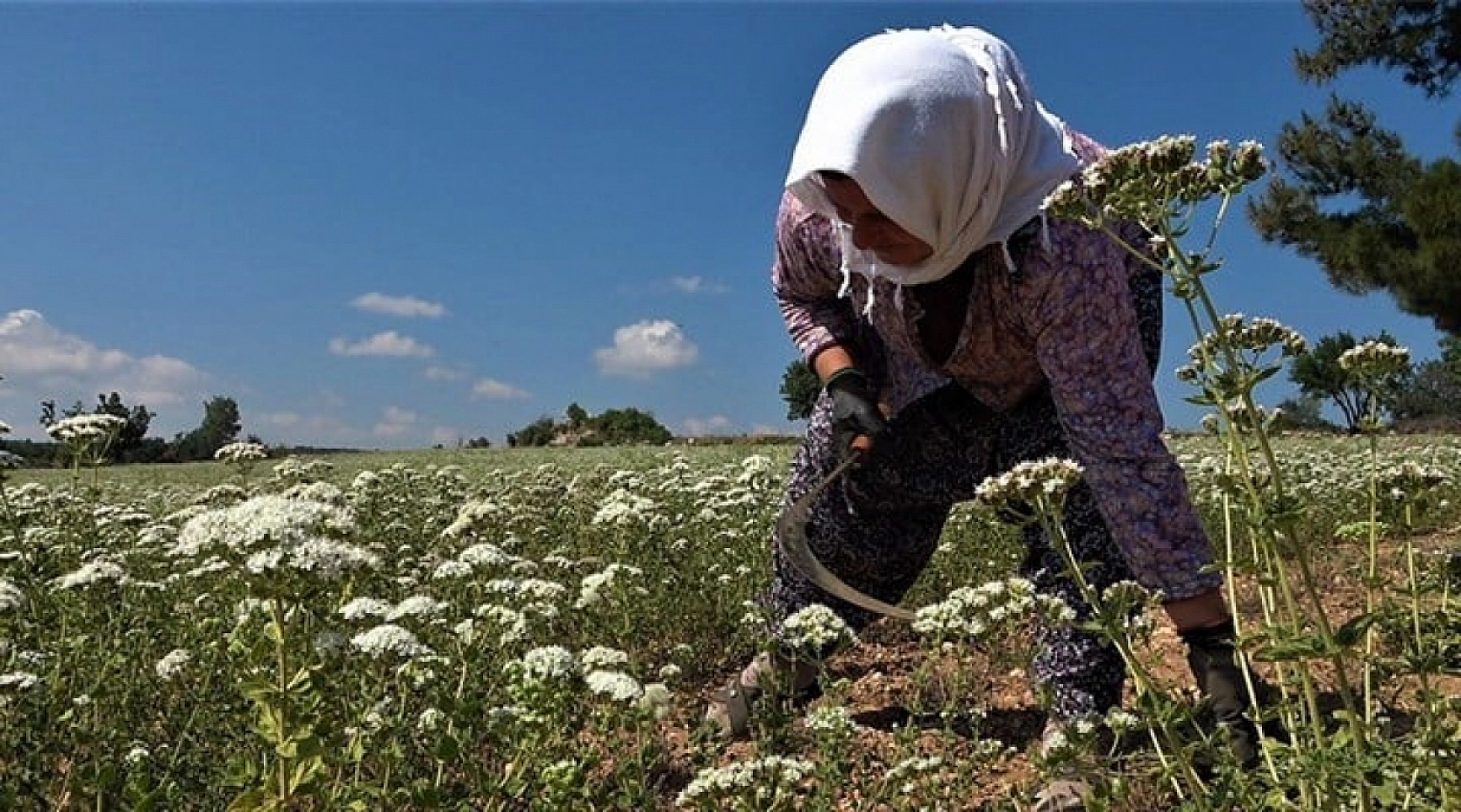 Malatyalı Çiftçiler Dikkat! ÇKS'de Yeni Dönem Başladı: Sulama, Kira ve Başvuru Süreleri Değişti…