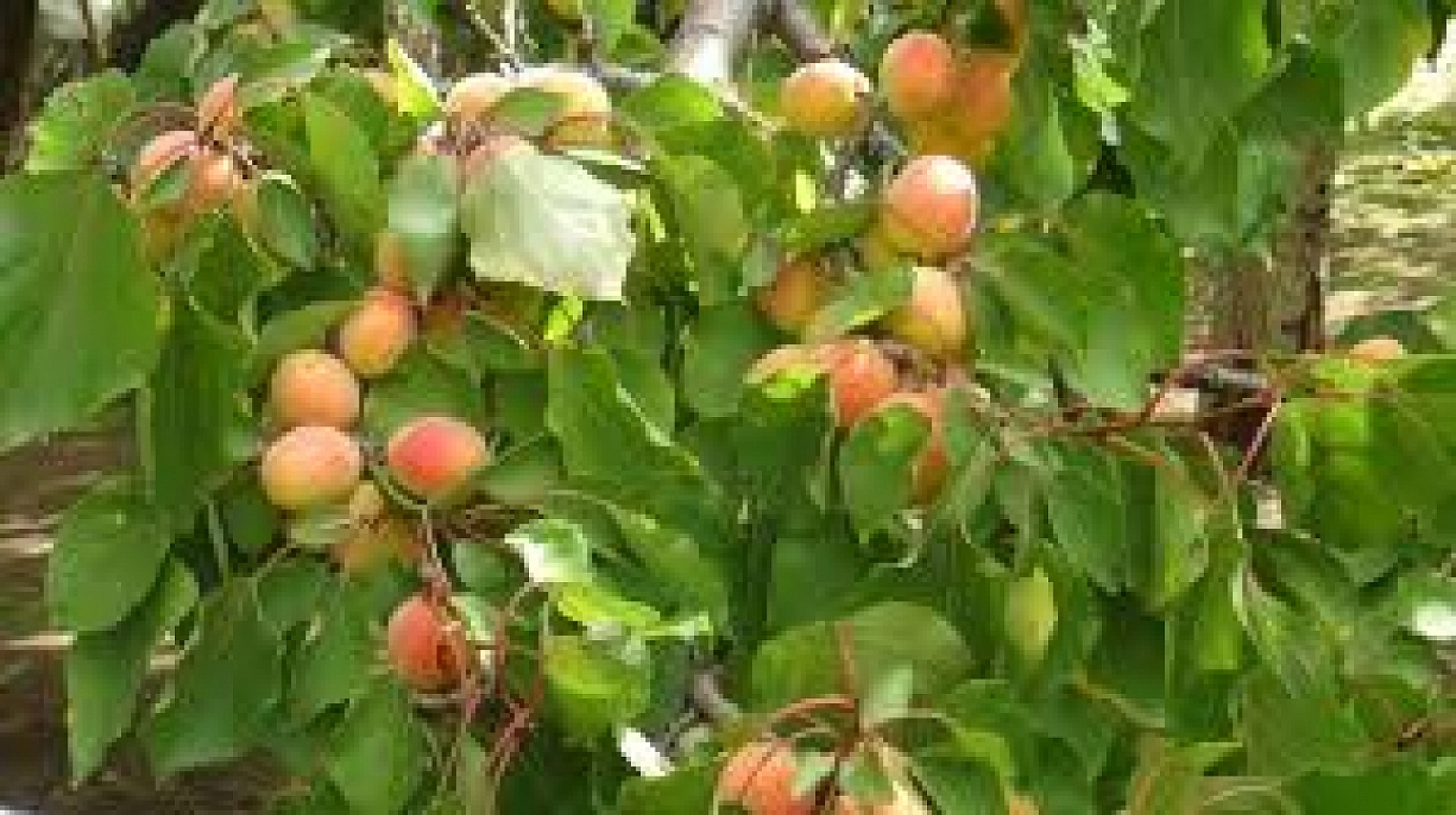 Üreticiler Uyarıldı: Kayısı Ağaçları İçin Tam Zamanı!