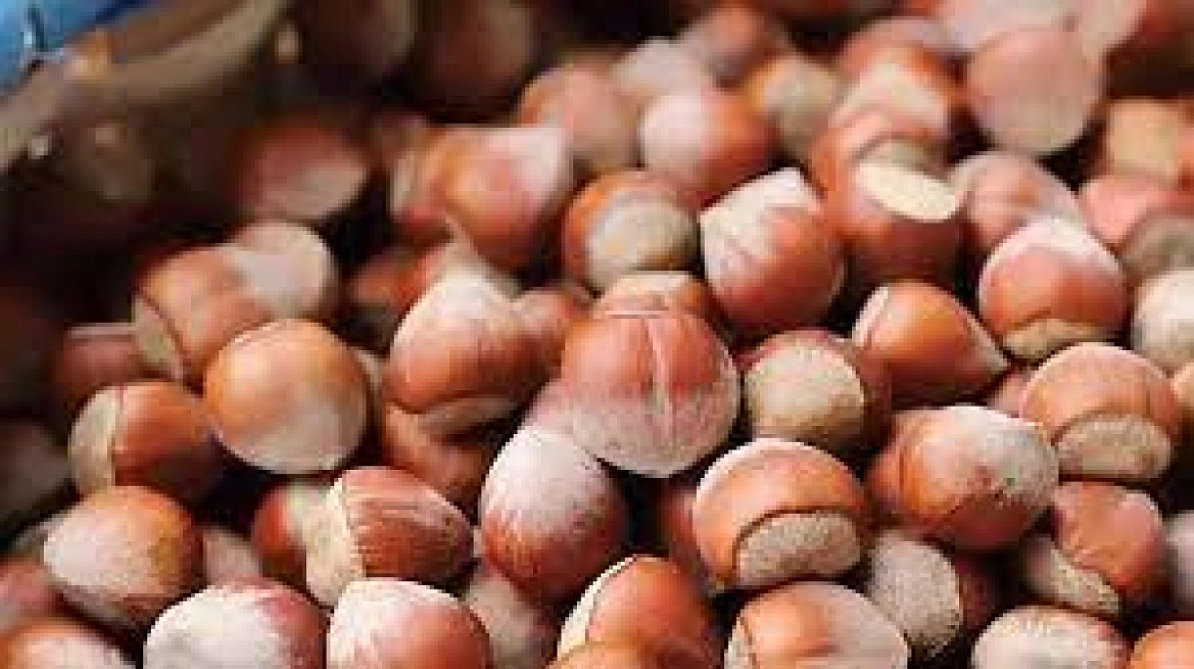 TMO'dan Alım Kararı! Malatya Kayısısı Giresun Fındığının Gölgesinde Kaldı!