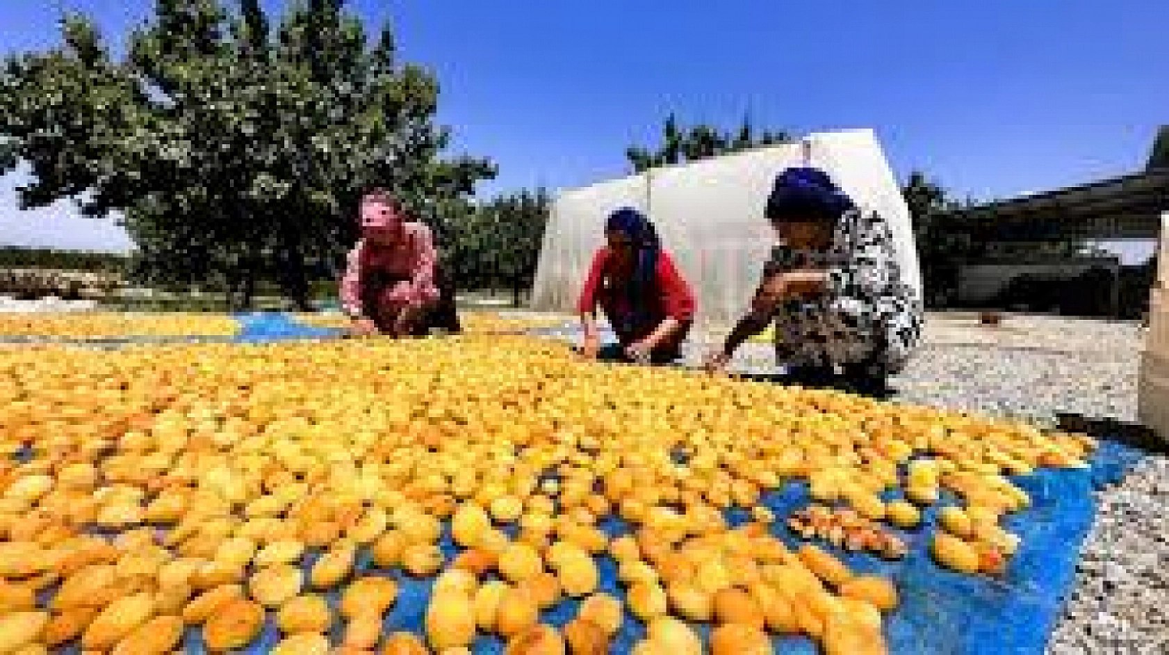 Kayısıda Fiyat Karmaşası! Maliyeti 3 Kat Arttı, Fiyatı Yarıdan Yarıya Azaldı...!