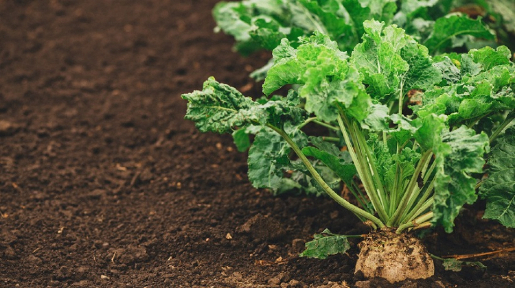 Şeker Pancarında Ödemeler Ne Zaman Yapılacak?