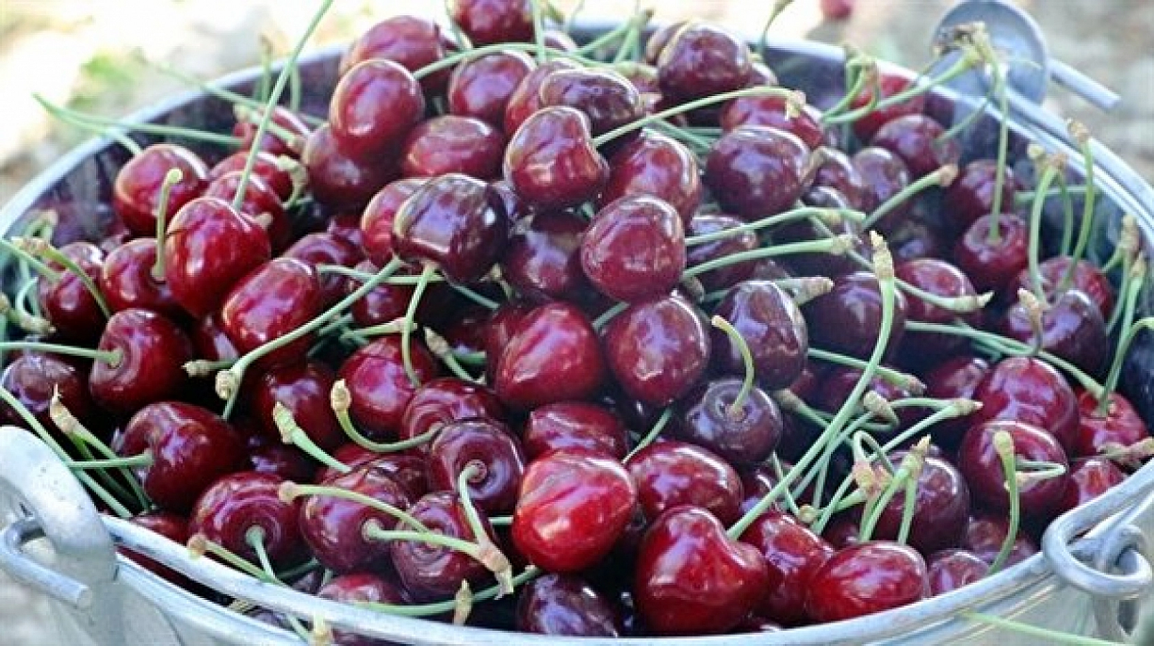 Malatya'da Coğrafi İşaretle Tescillenmişti.! Şimdi ise Feromon Tuzaklarla Korunuyor..!