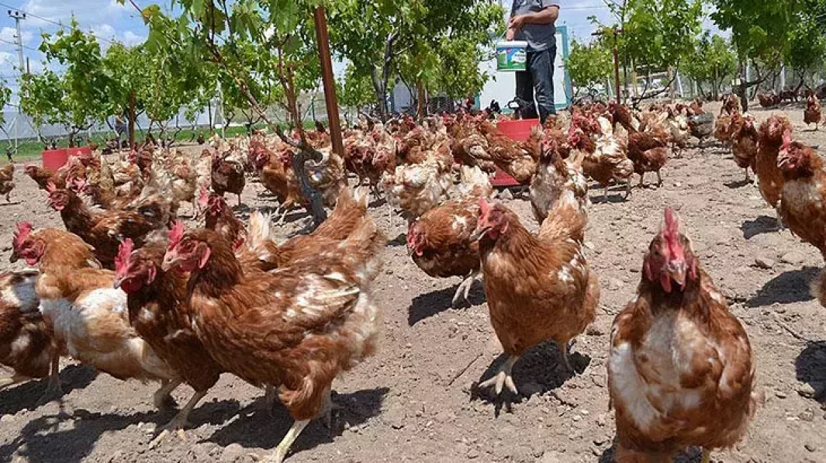 Sofralarımızın Vazgeçilmezi Tehlikede Mi?