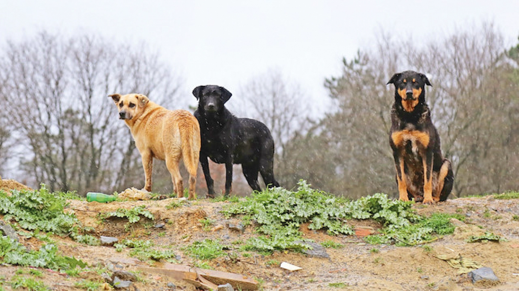 Vali Uyardı: Bu Görev Belediyelerin!